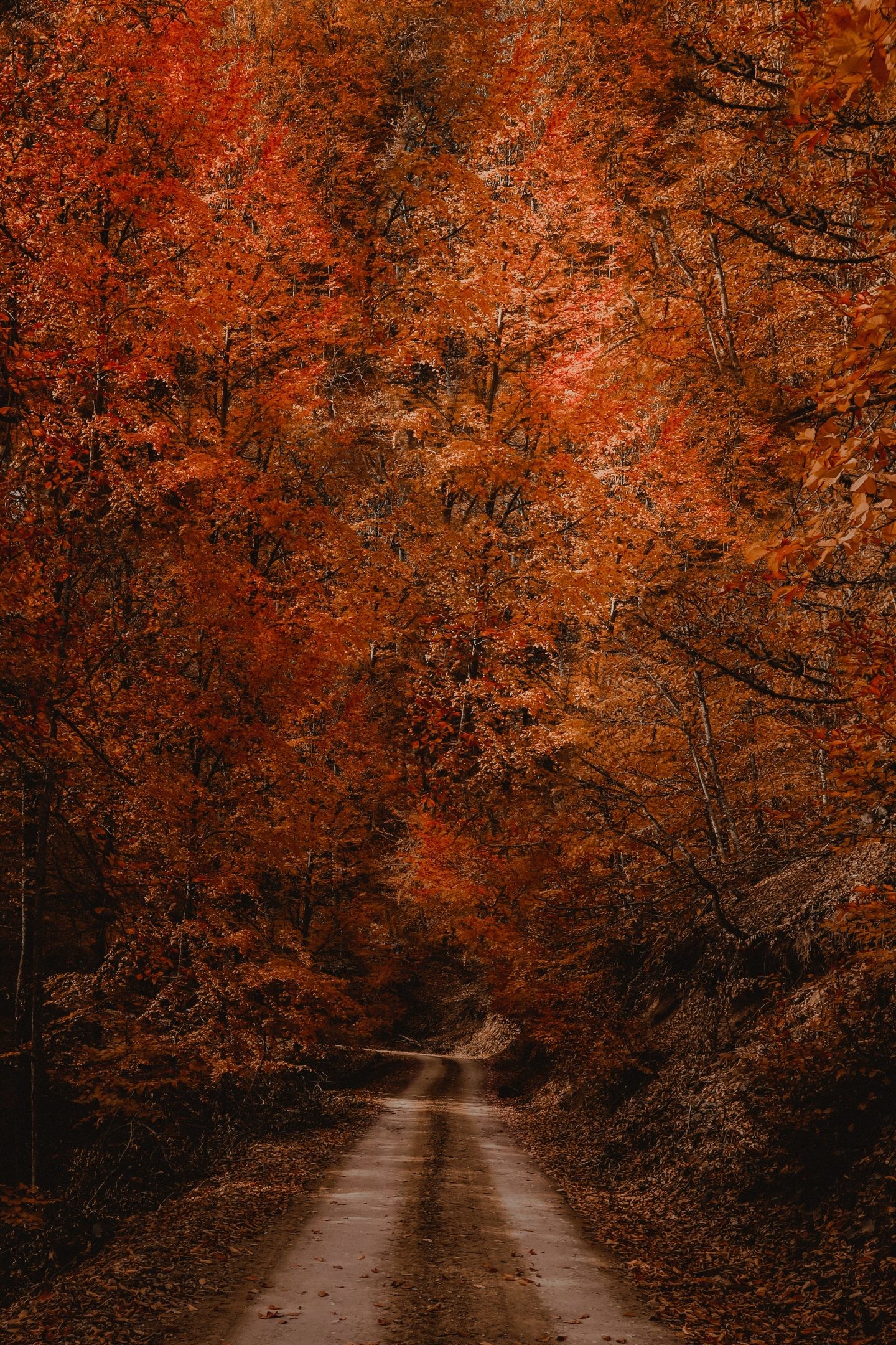 Autumn Trail Wallpapers