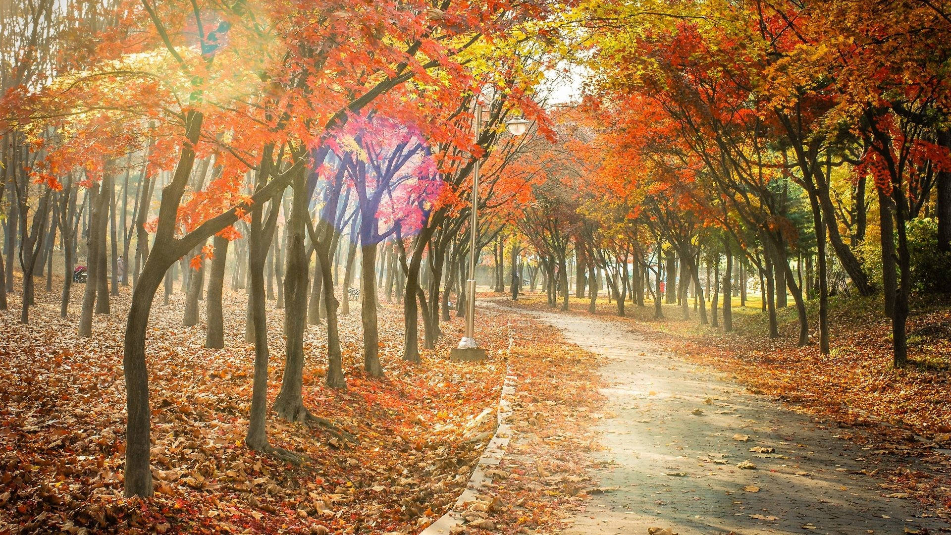 Autumn Trail Wallpapers