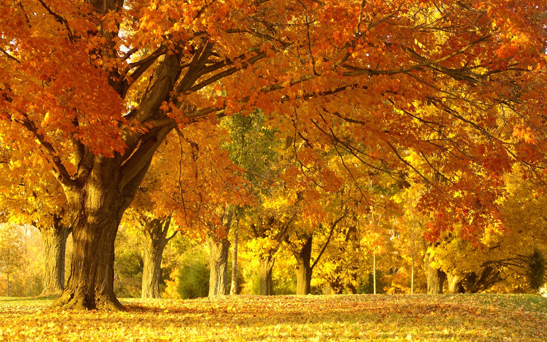 Autumn Trees Wallpapers