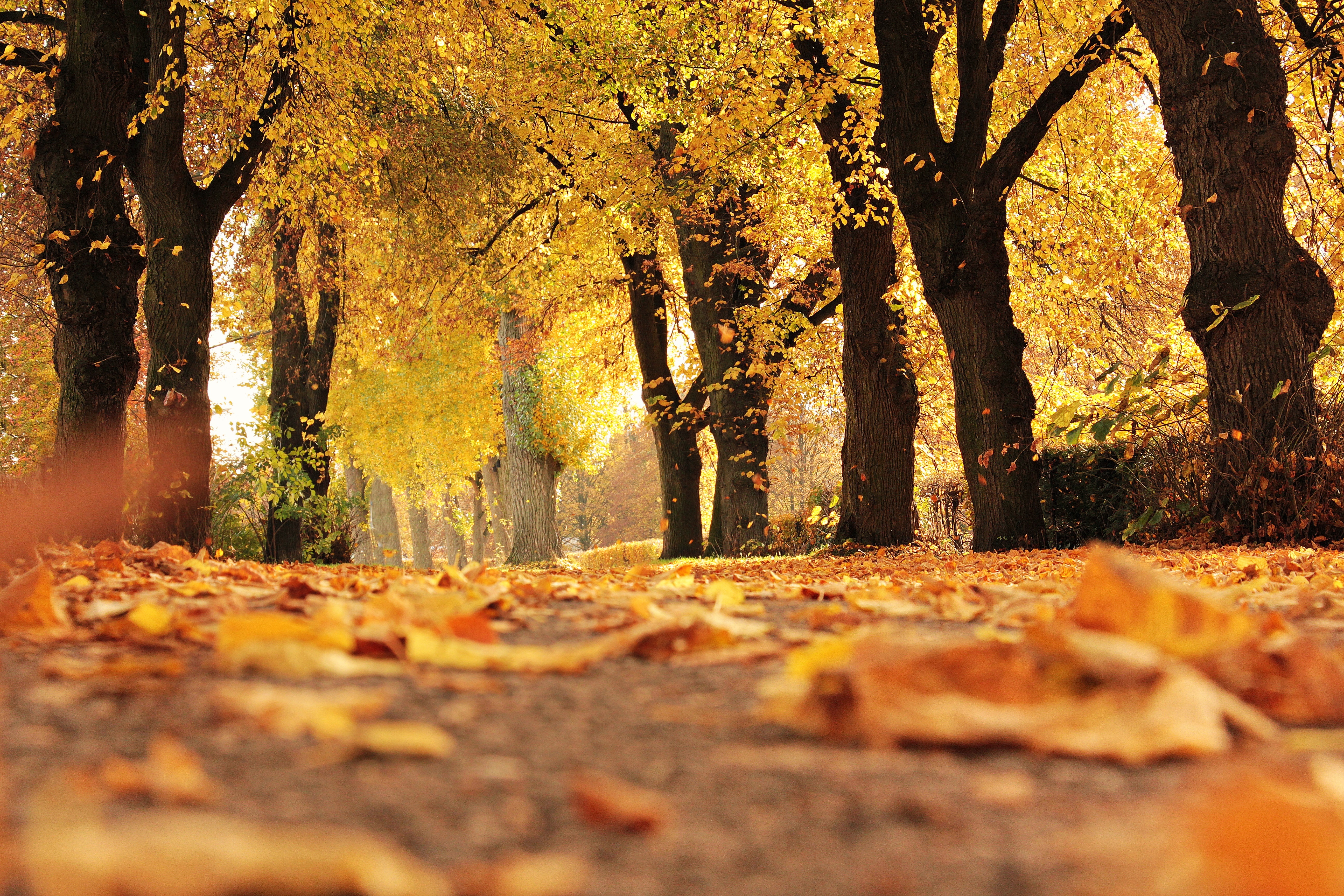 Autumn Trees Wallpapers