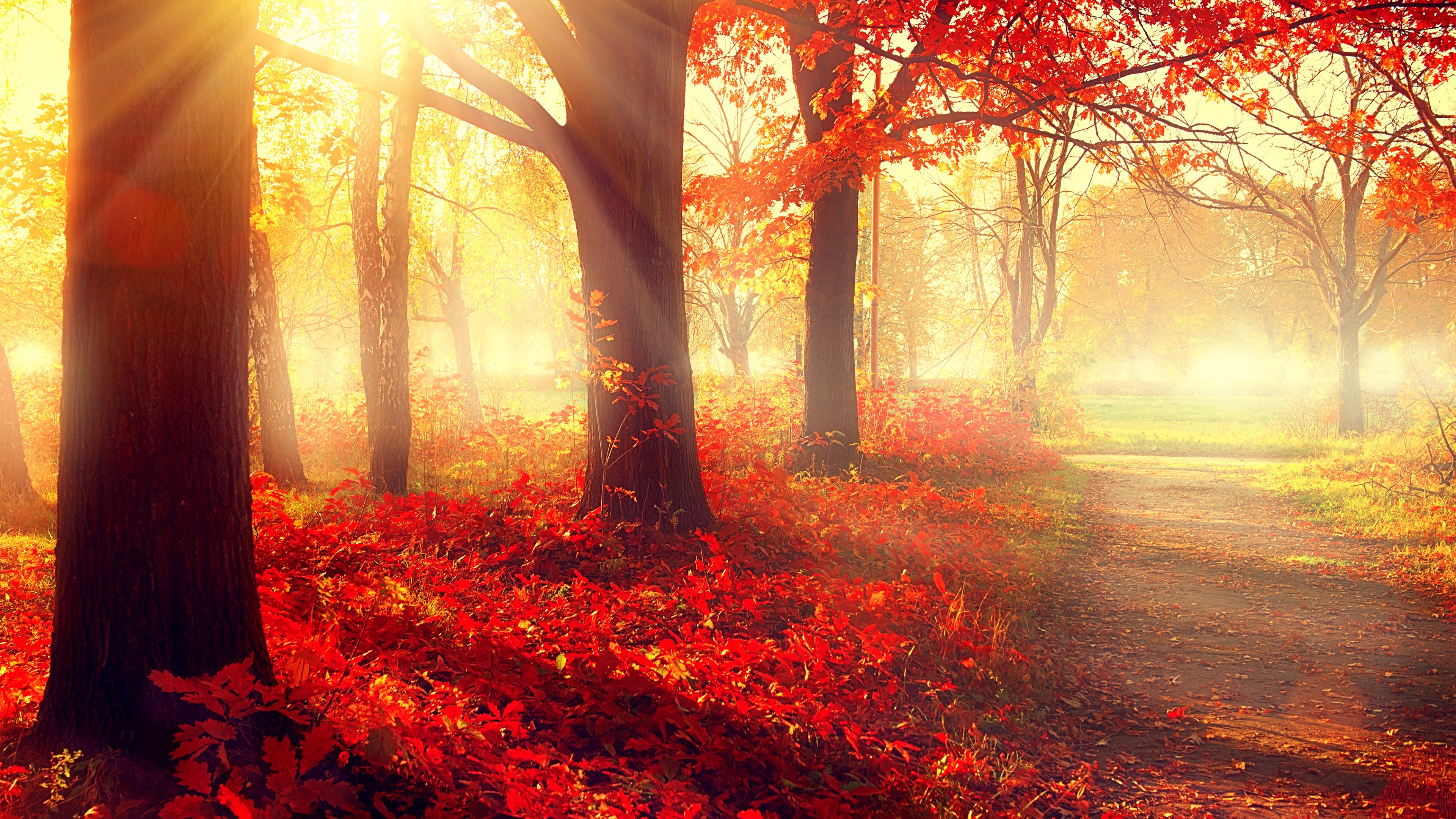 Autumn Trees Wallpapers