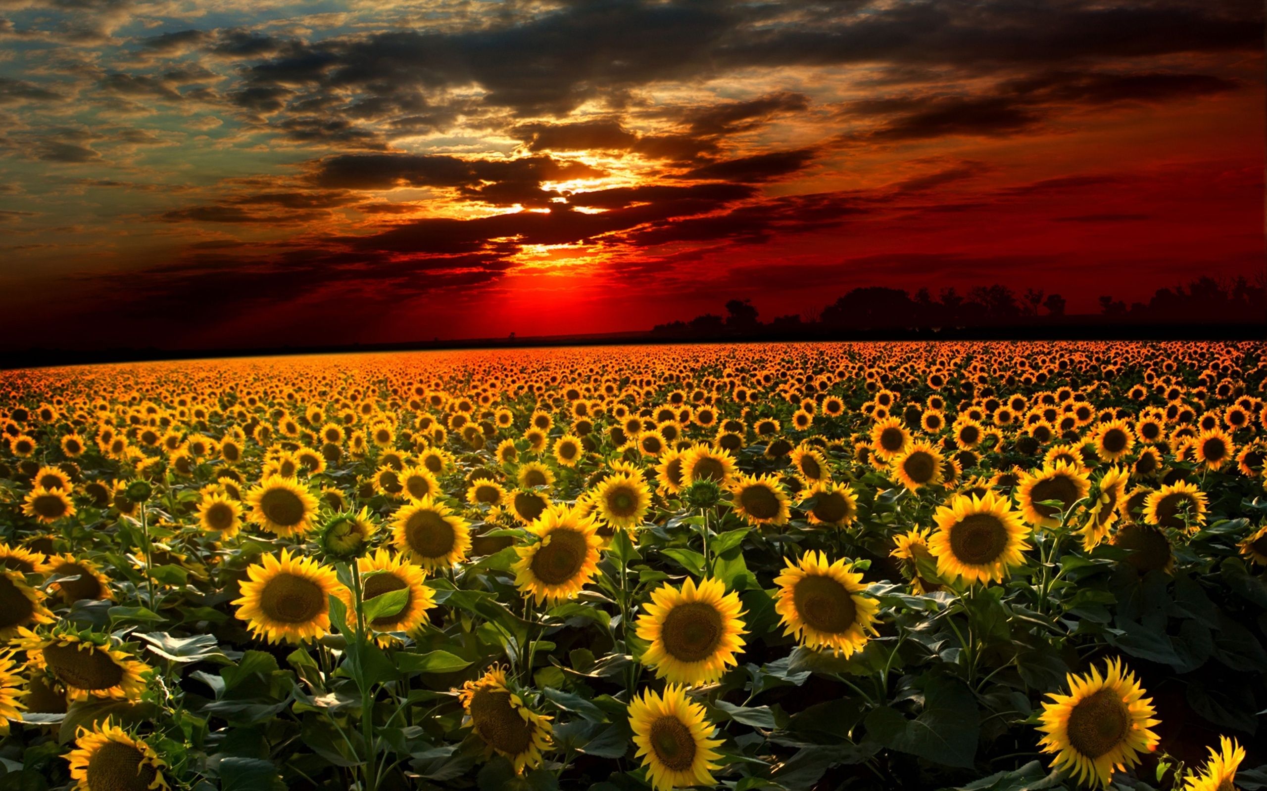 Autumn With Sunflowers Wallpapers