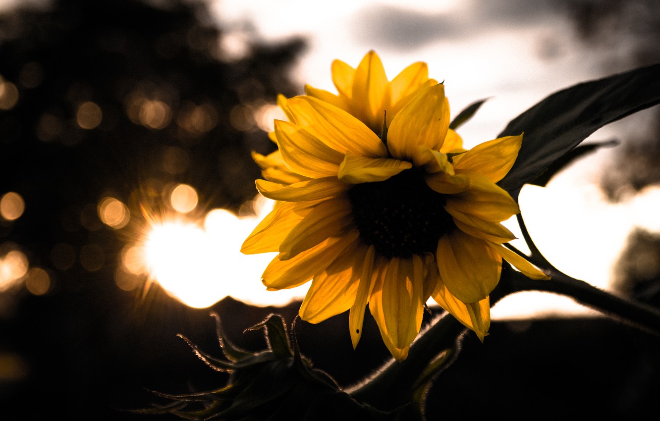 Autumn With Sunflowers Wallpapers