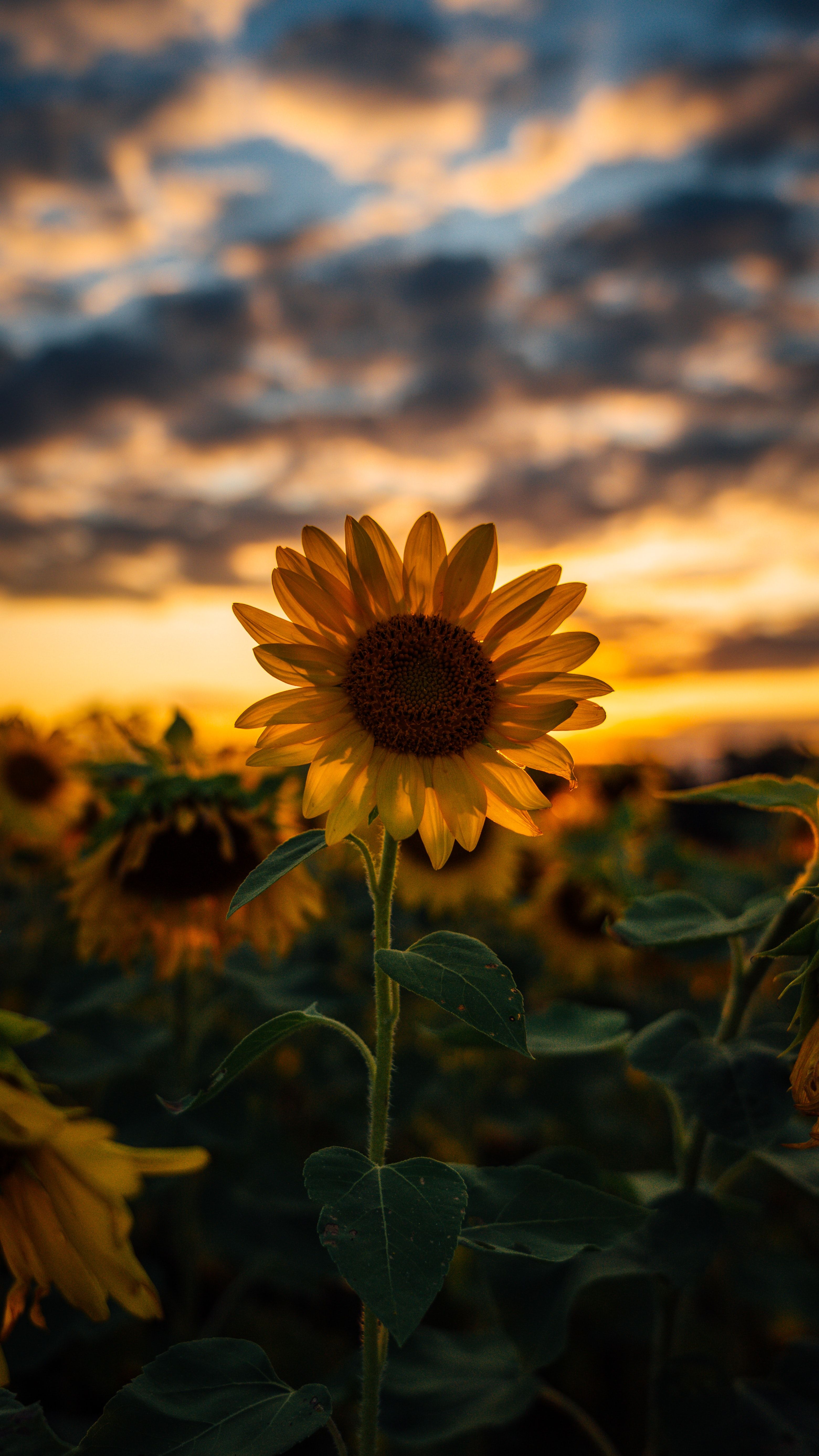 Autumn With Sunflowers Wallpapers