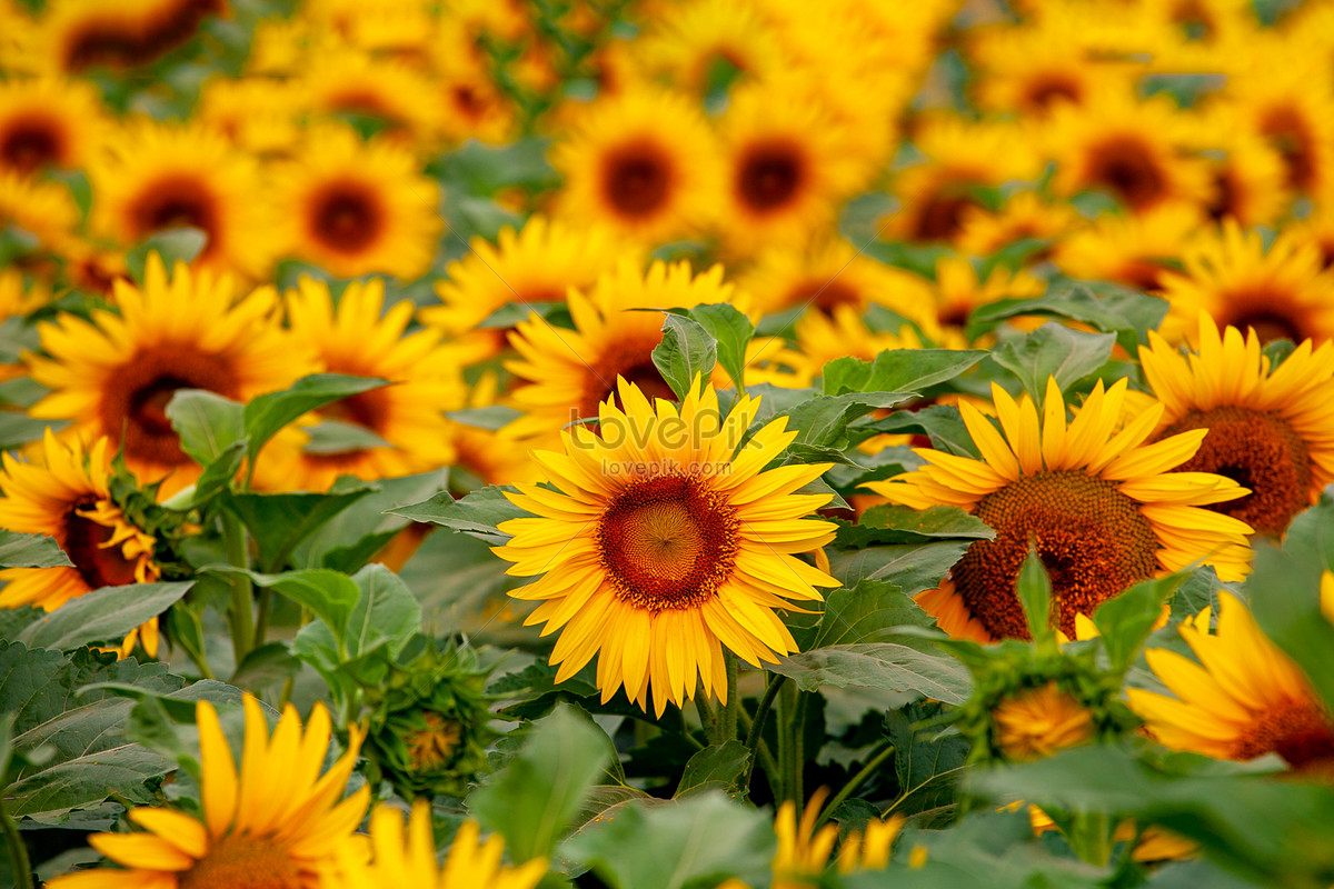 Autumn With Sunflowers Wallpapers