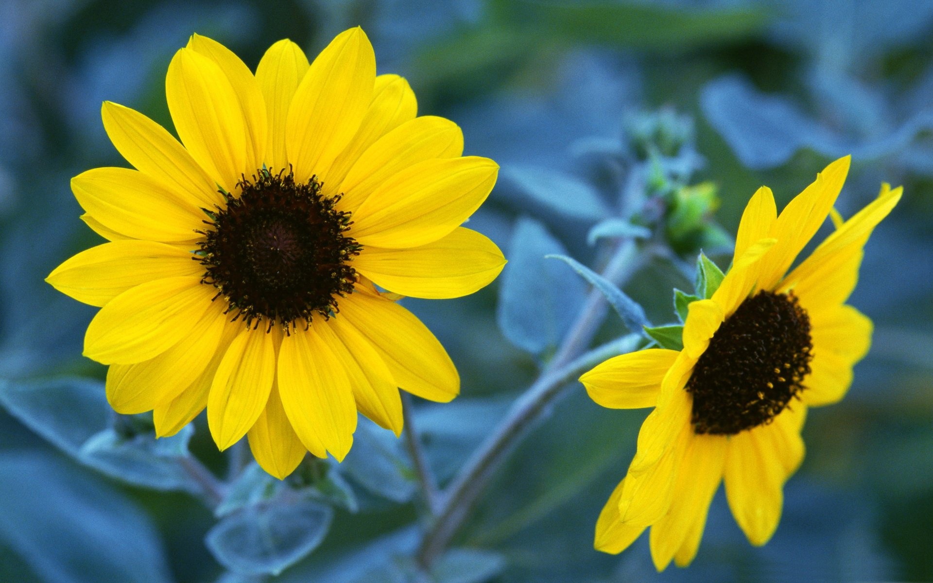 Autumn With Sunflowers Wallpapers