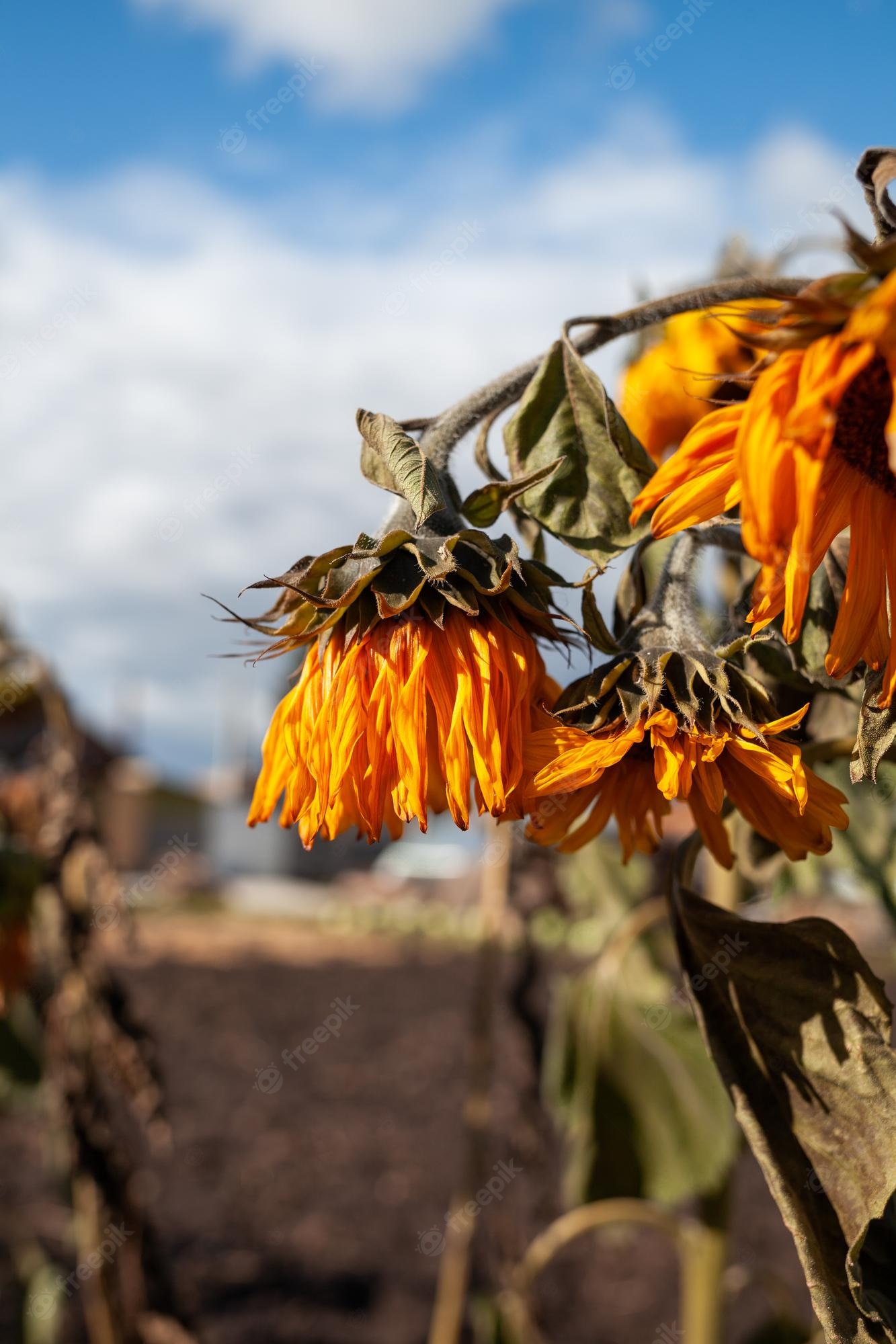 Autumn With Sunflowers Wallpapers