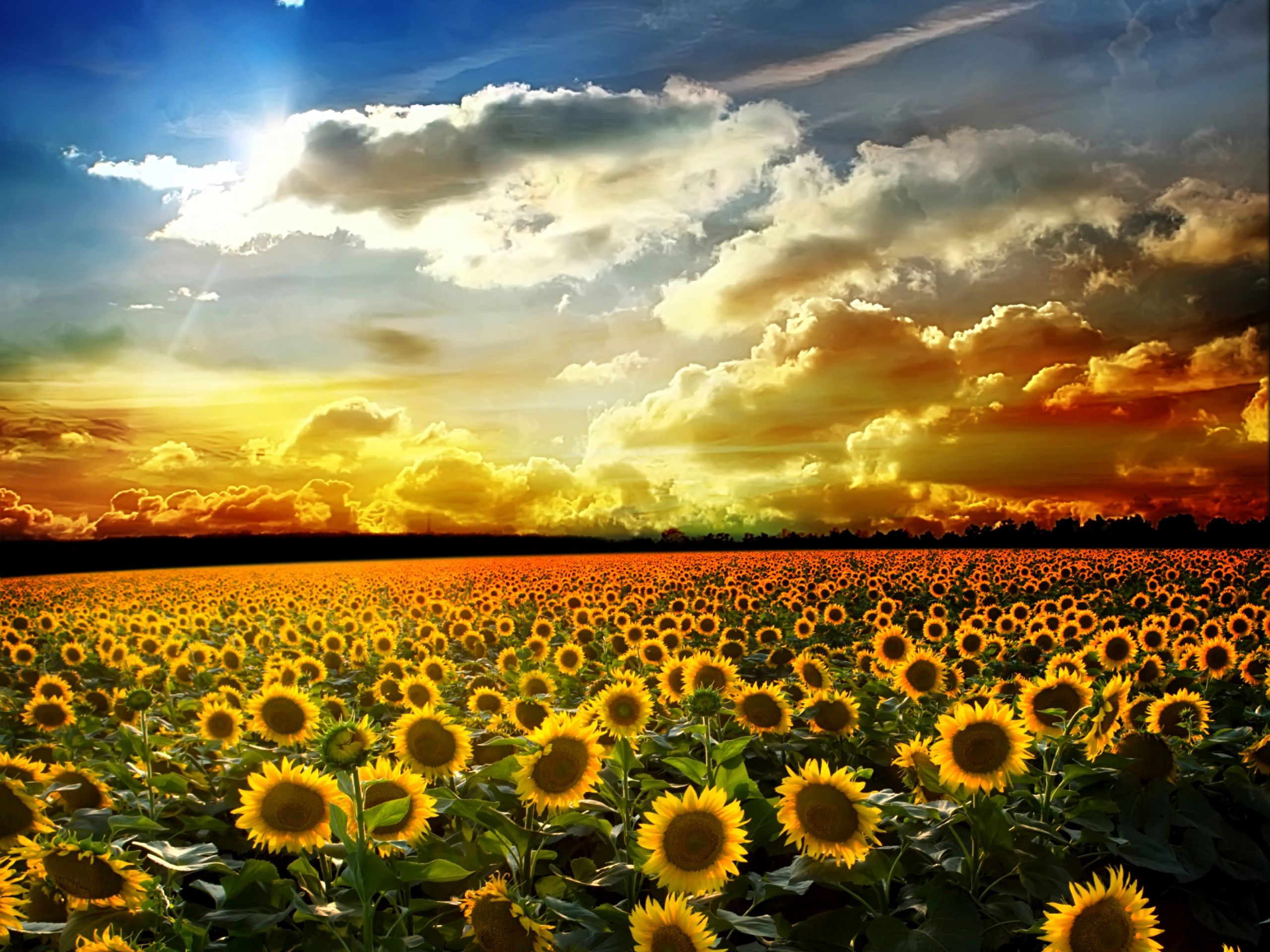 Autumn With Sunflowers Wallpapers