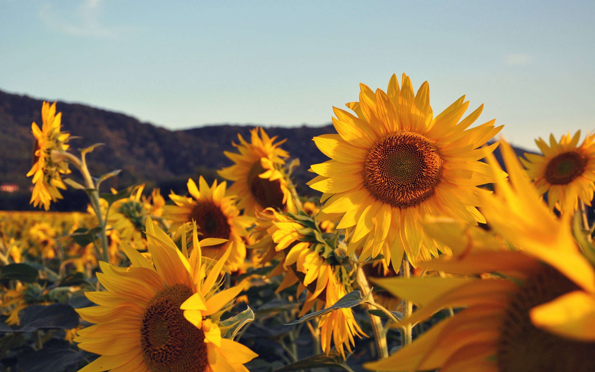 Autumn With Sunflowers Wallpapers