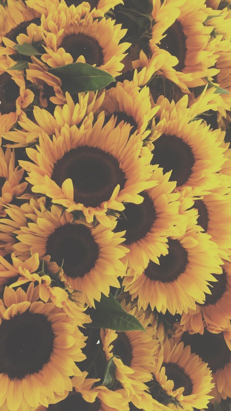 Autumn With Sunflowers Wallpapers