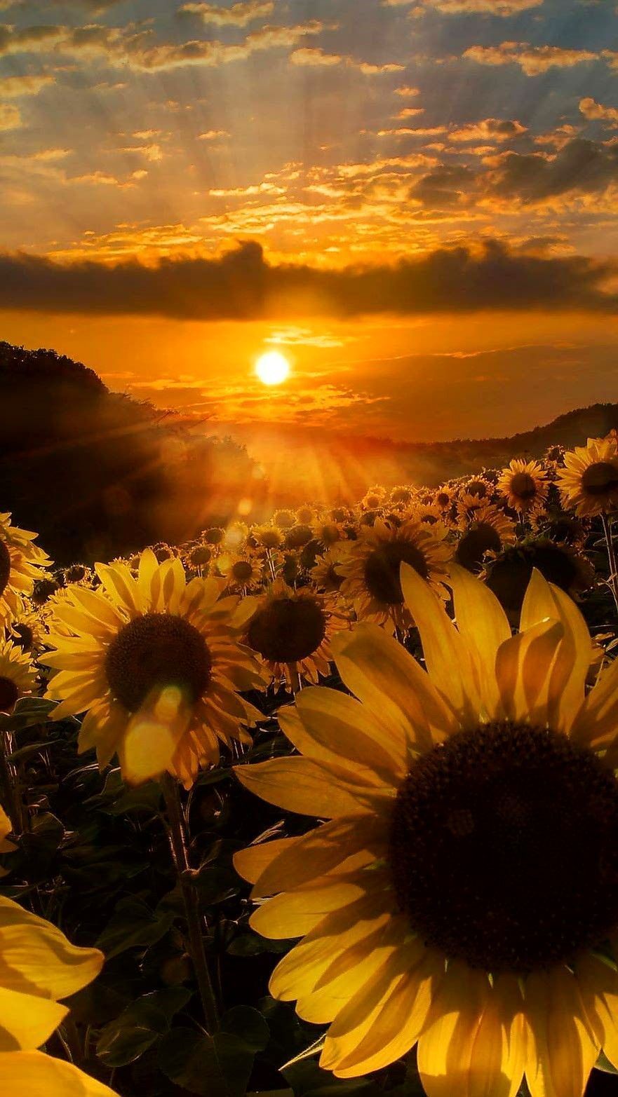 Autumn With Sunflowers Wallpapers