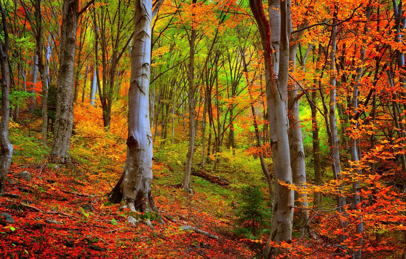 Autumn Woods Wallpapers