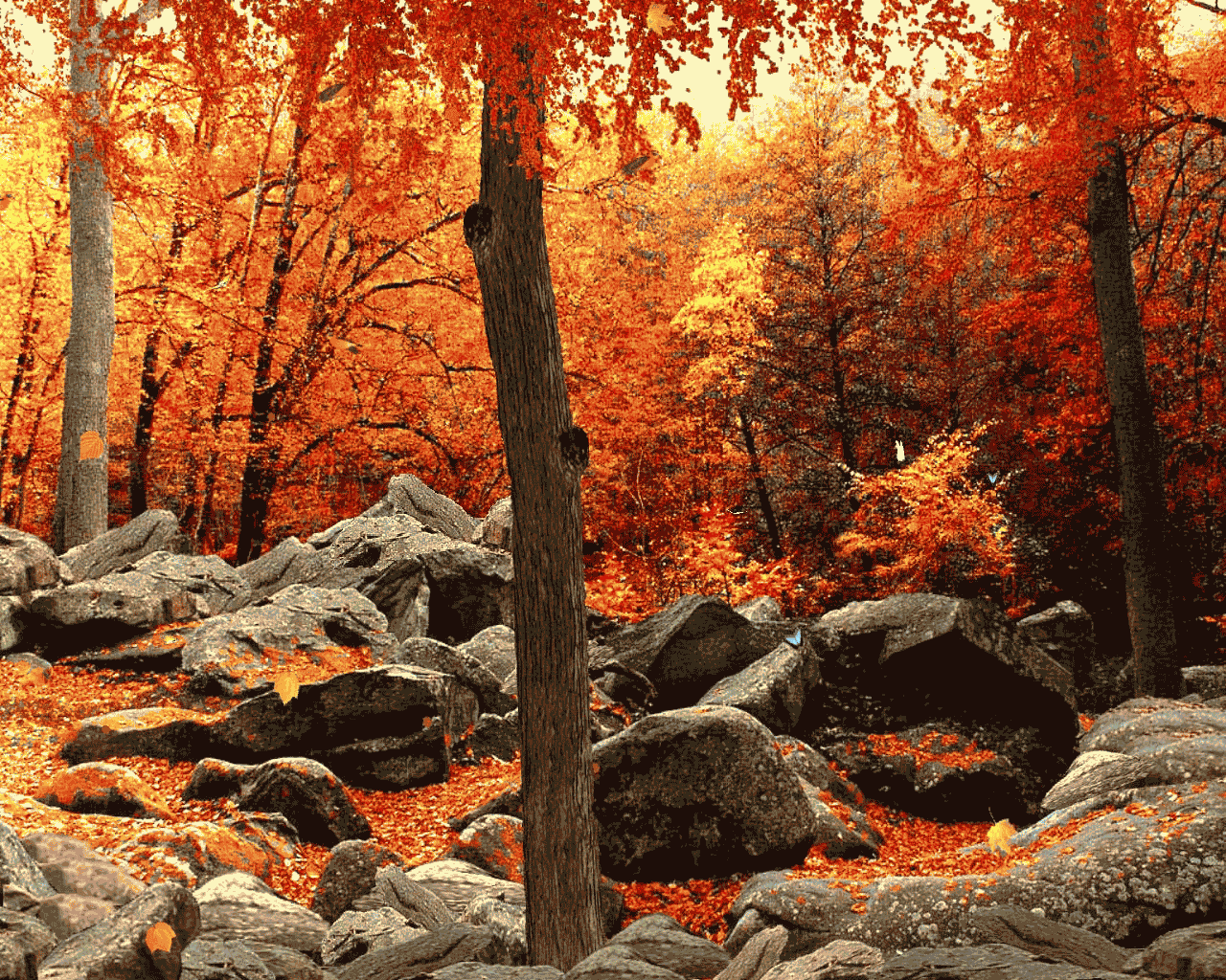 Autumn Woods Trees Fall Forest Wallpapers