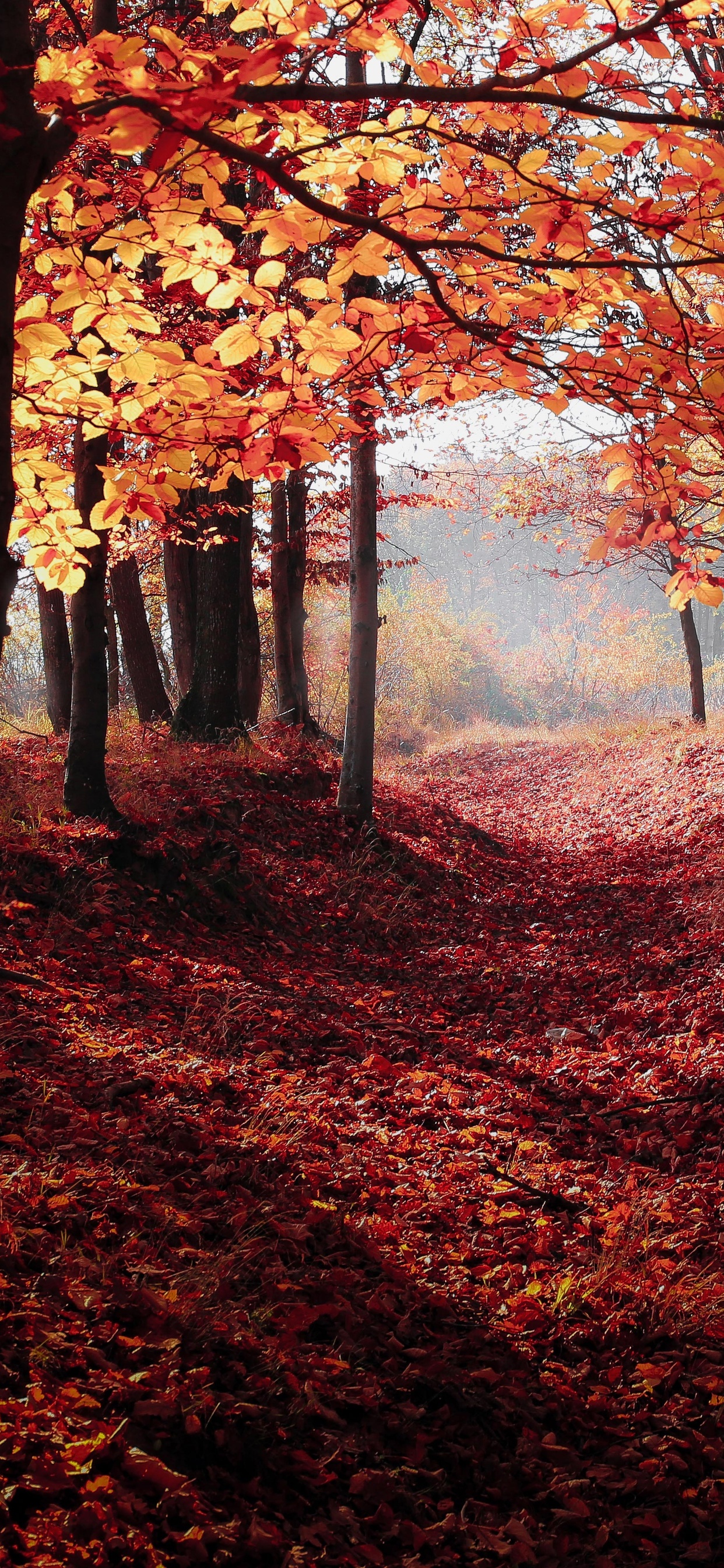 Autumn Woods Trees Fall Forest Wallpapers