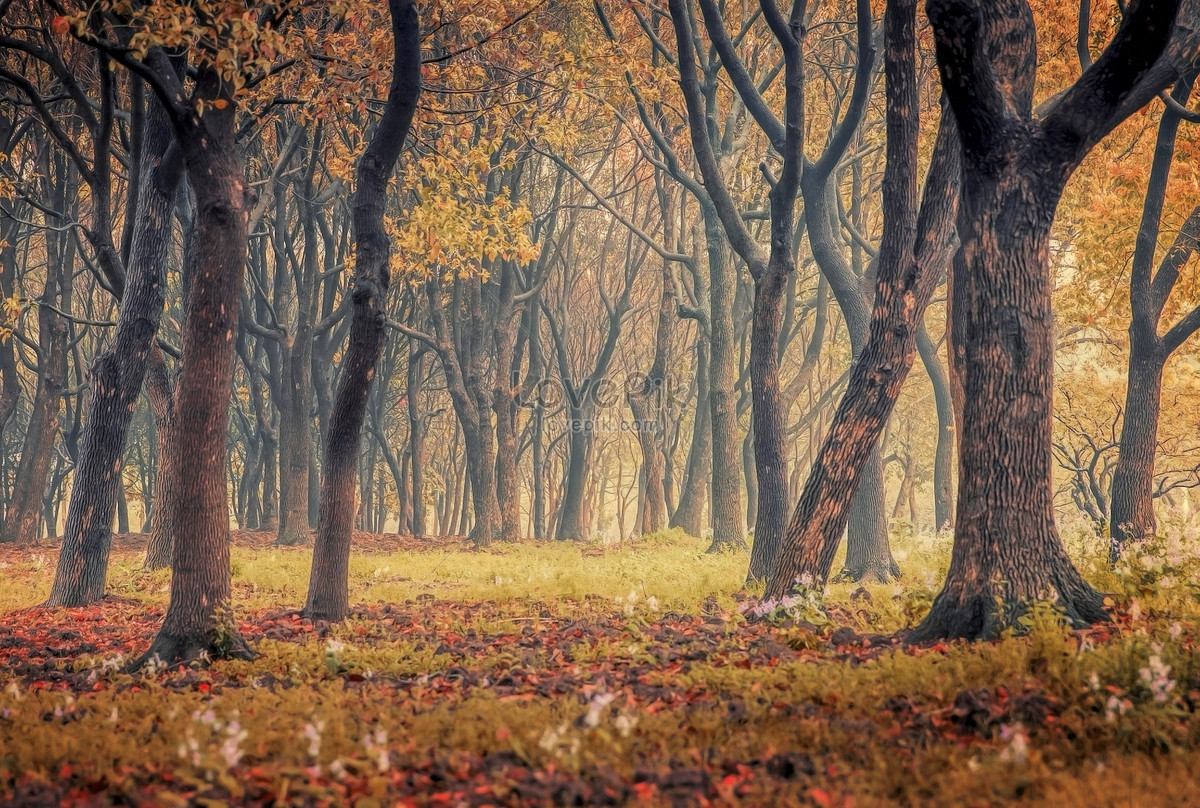 Autumn Woods Trees Fall Forest Wallpapers