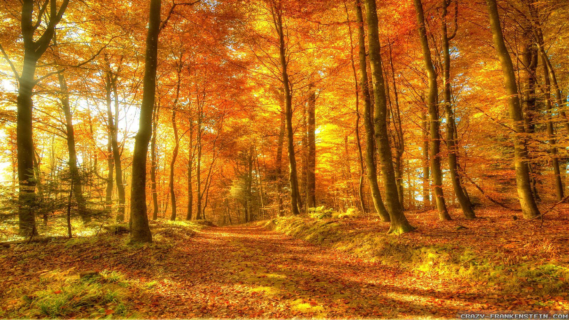 Autumn Woods Trees Fall Forest Wallpapers