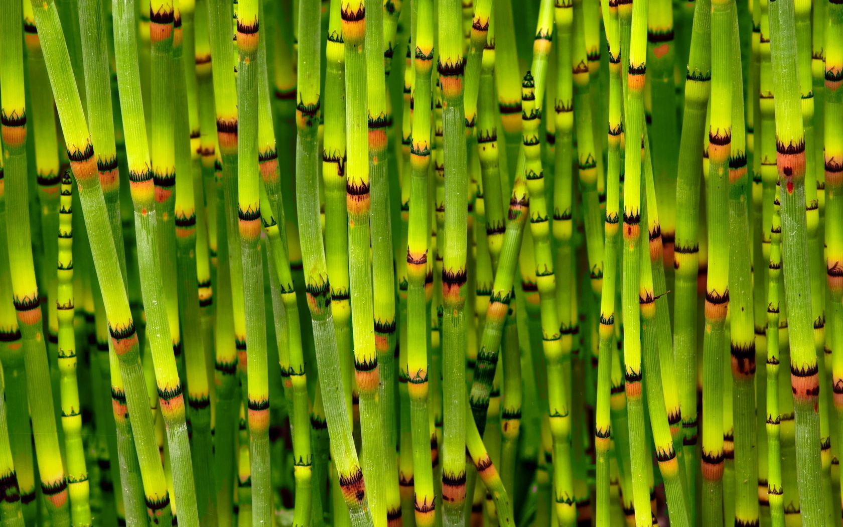 Bamboo Wallpapers