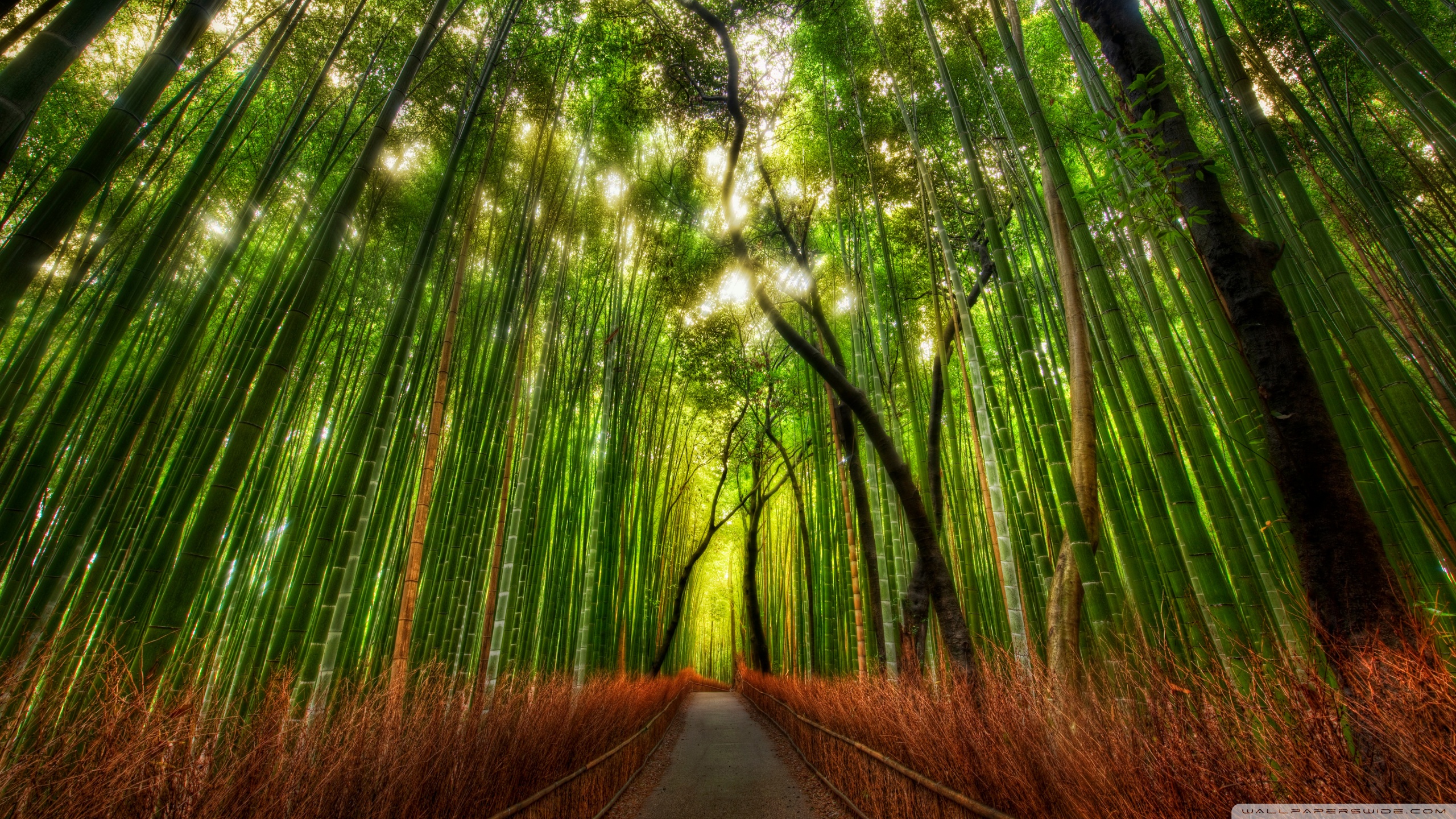 Bamboo Wallpapers