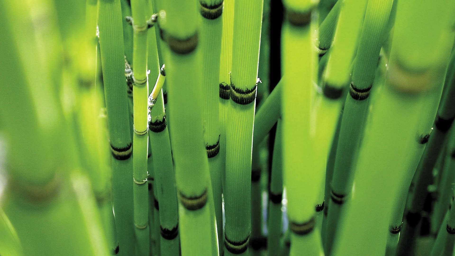 Bamboo Wallpapers