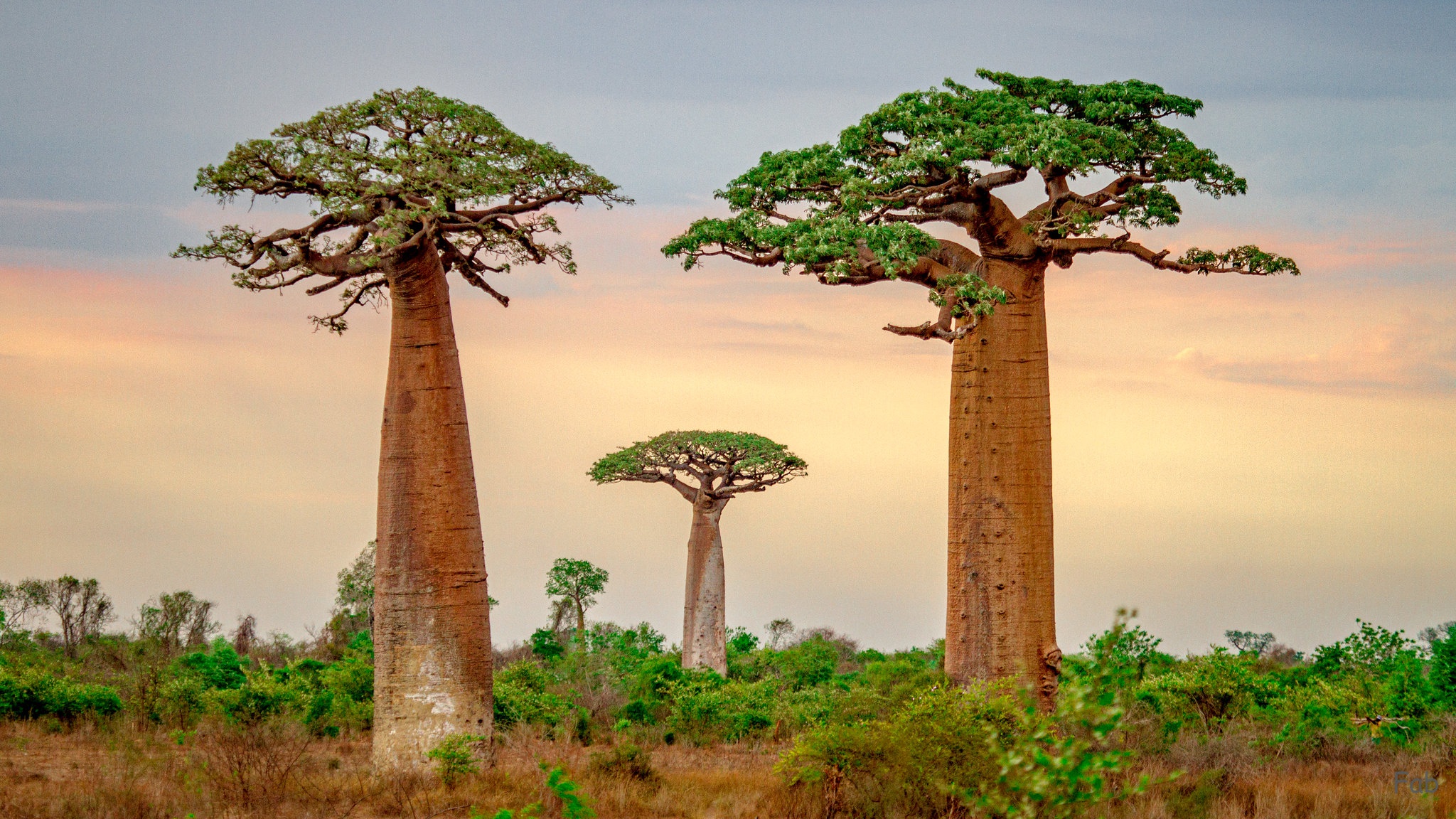 Baobab Tree Wallpapers