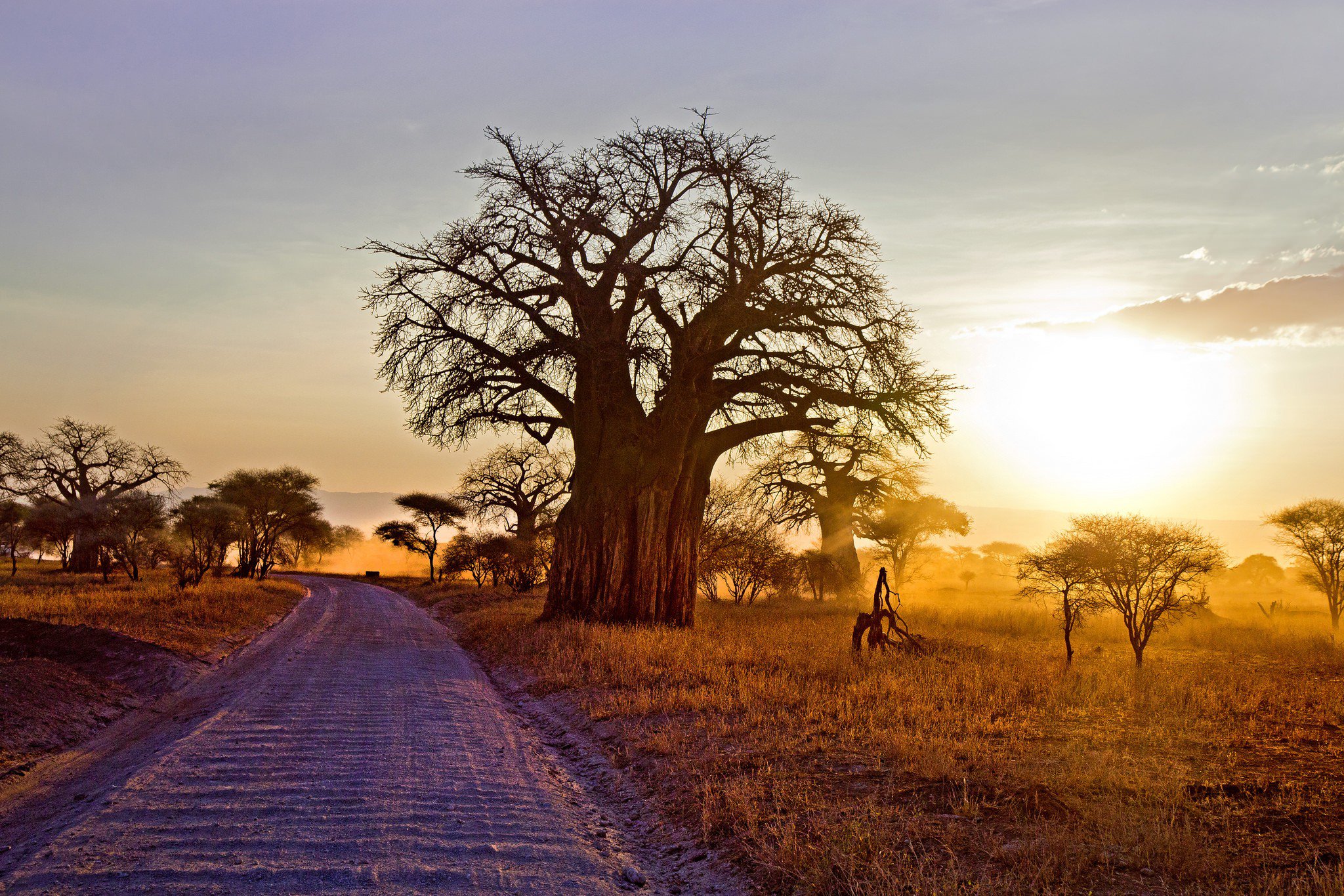 Baobab Tree Wallpapers