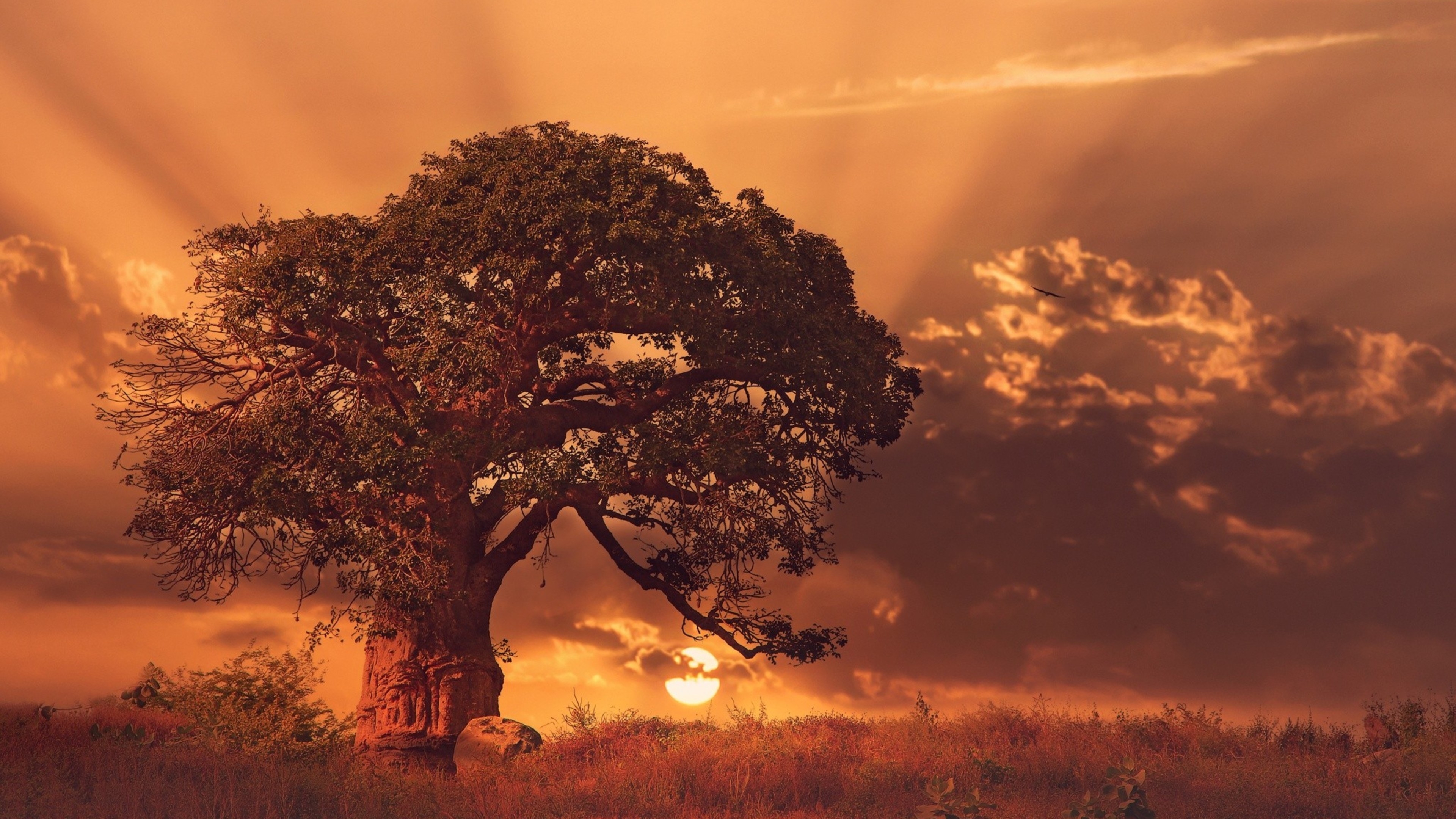 Baobab Tree Wallpapers