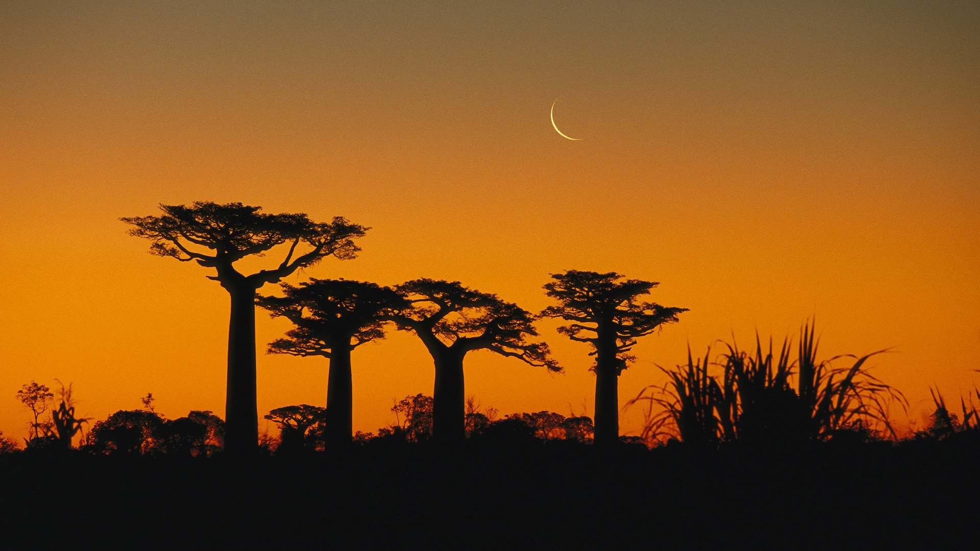 Baobab Tree Wallpapers