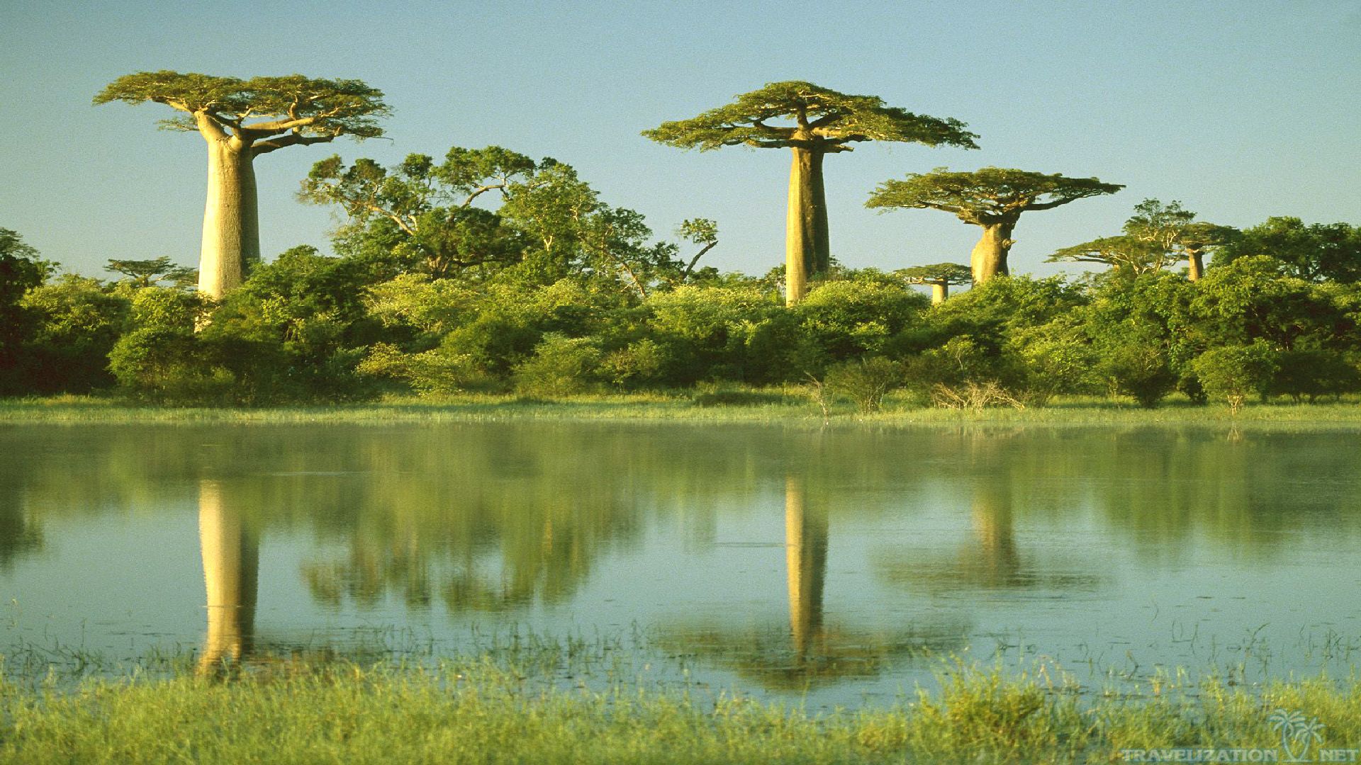 Baobab Tree Wallpapers