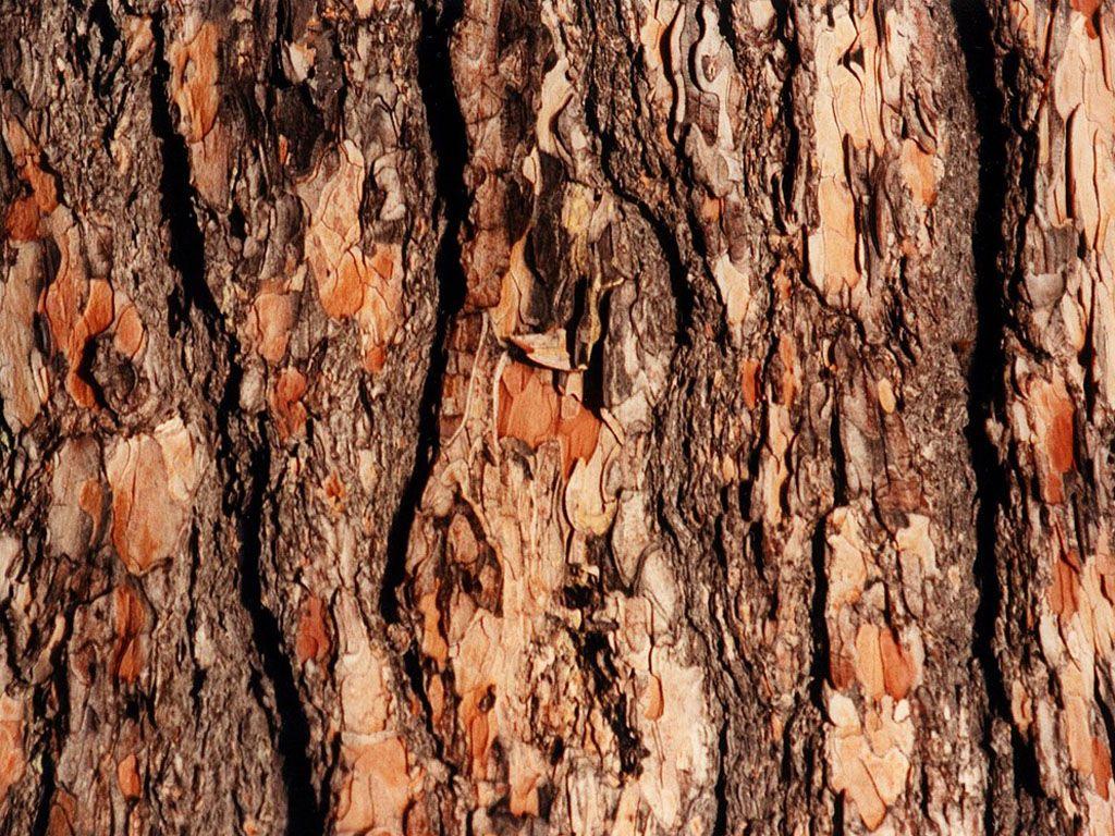 Bark Wallpapers