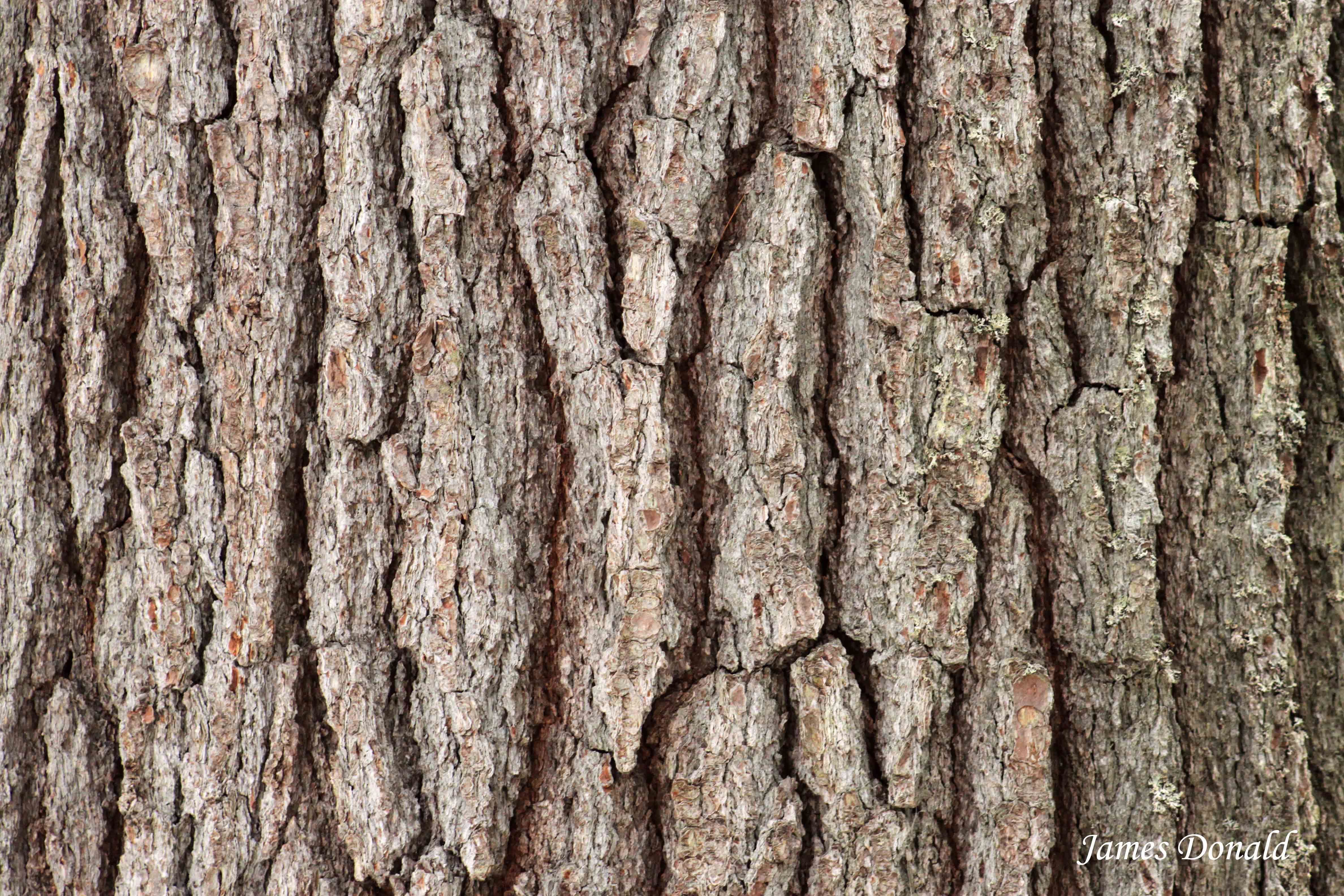 Bark Wallpapers