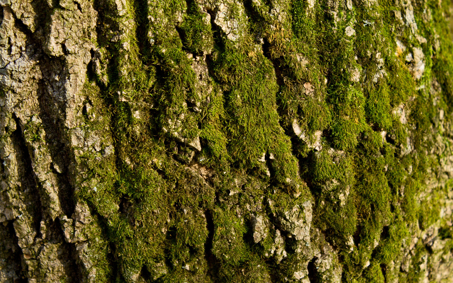 Bark Wallpapers