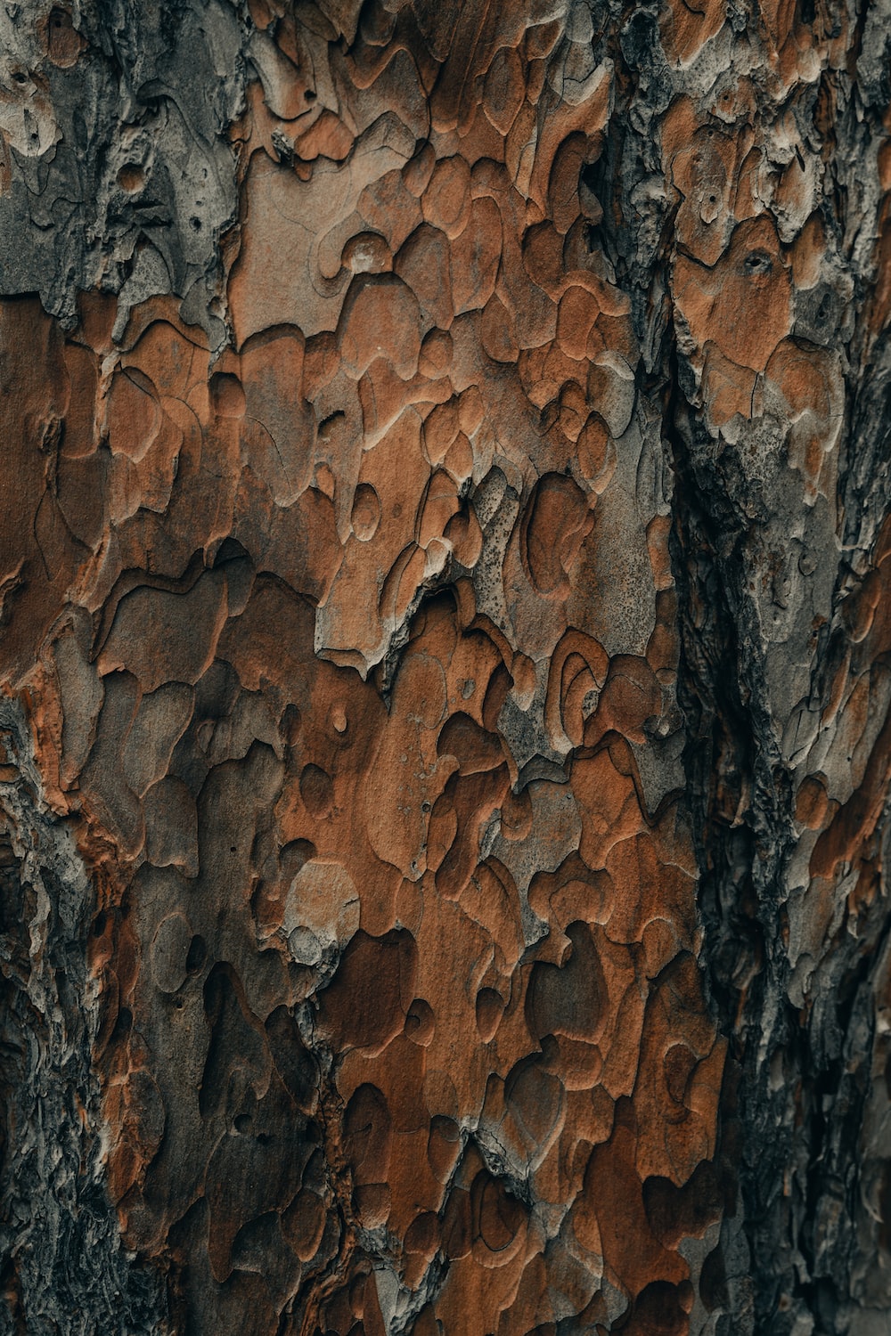 Bark Wallpapers