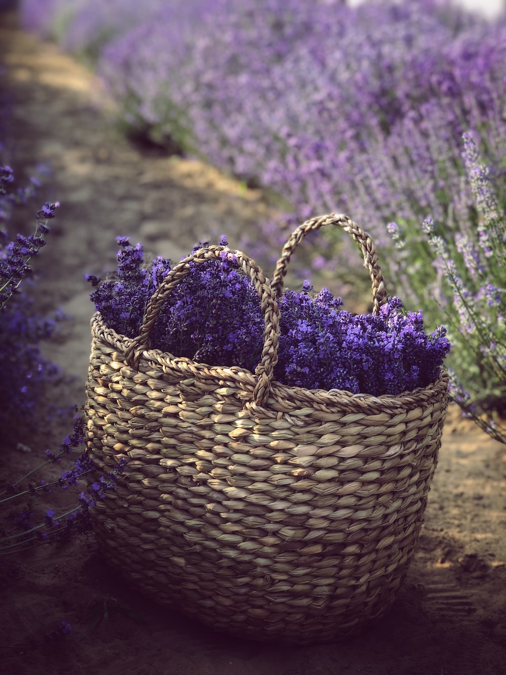 Basket Of Lavender Purple Flower Wallpapers