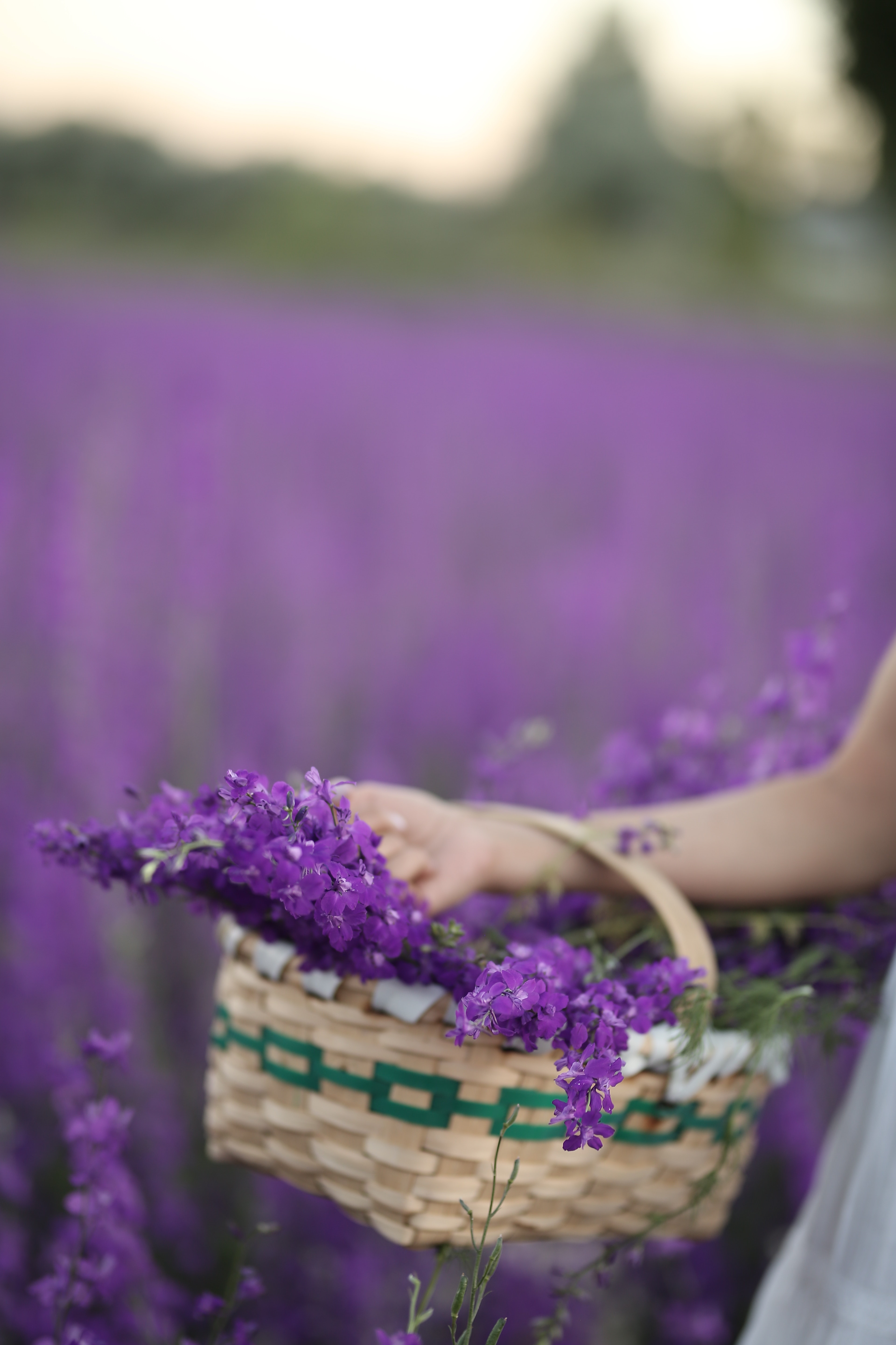 Basket Of Lavender Purple Flower Wallpapers