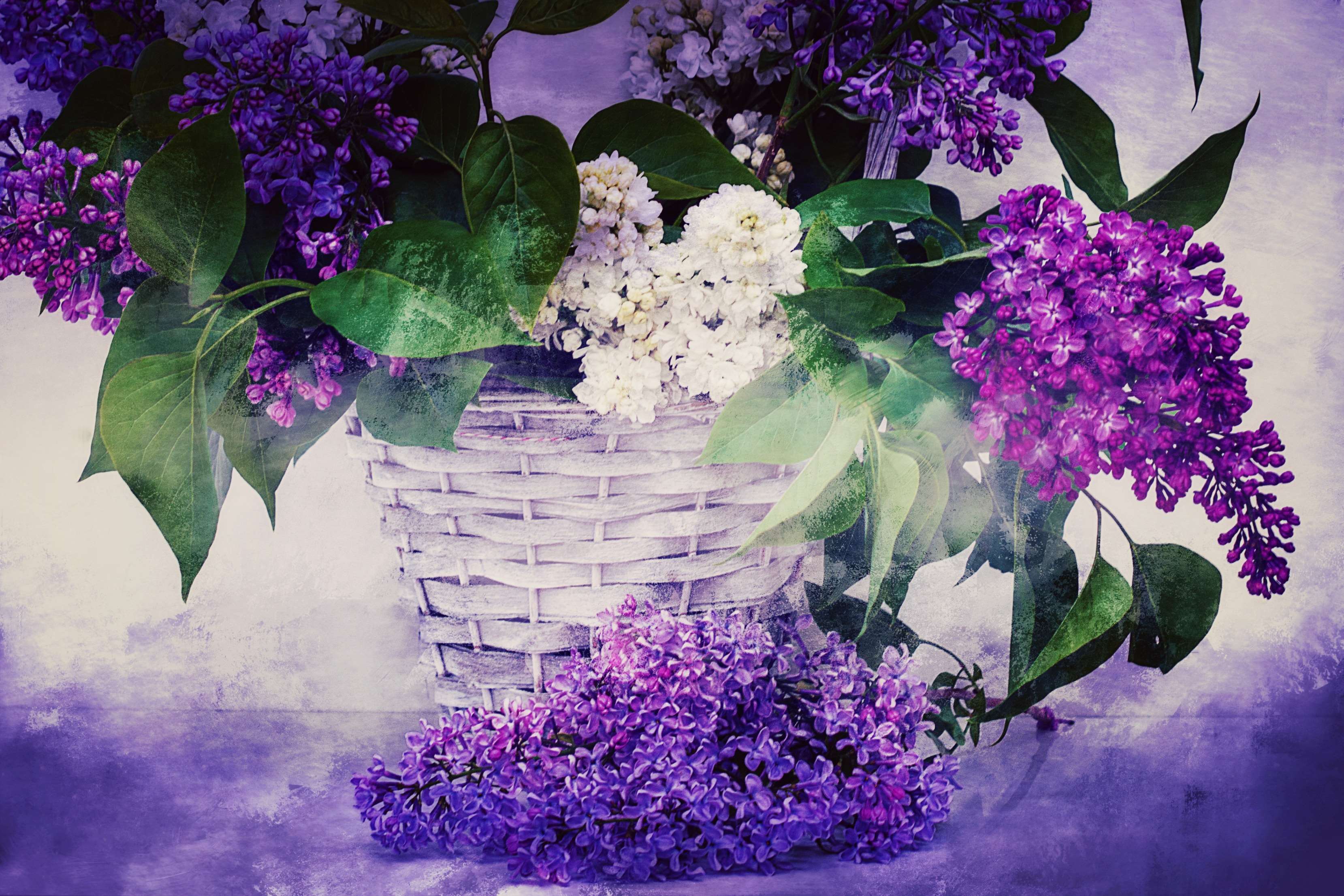 Basket Of Lavender Purple Flower Wallpapers