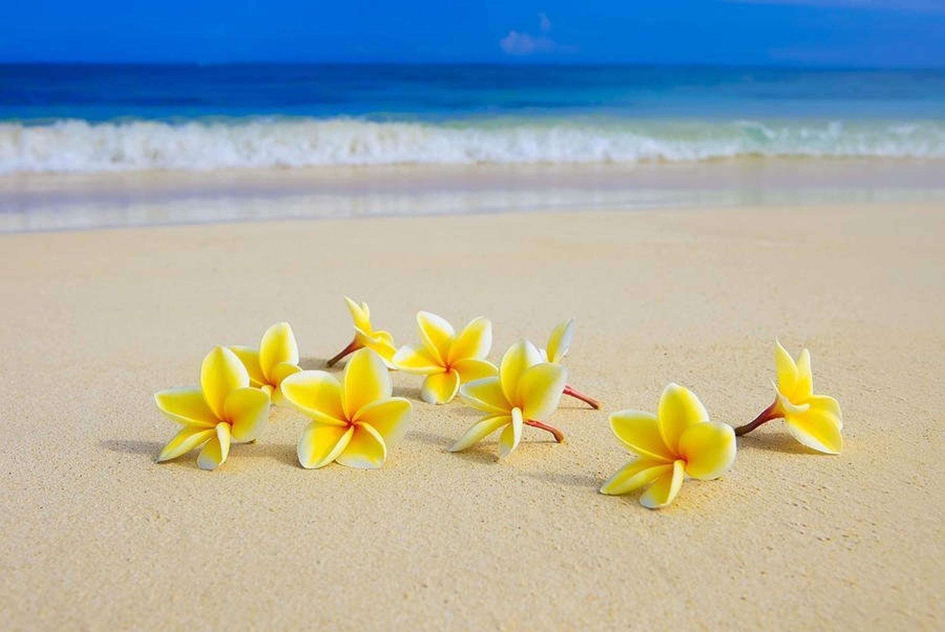 Beach Floral Wallpapers