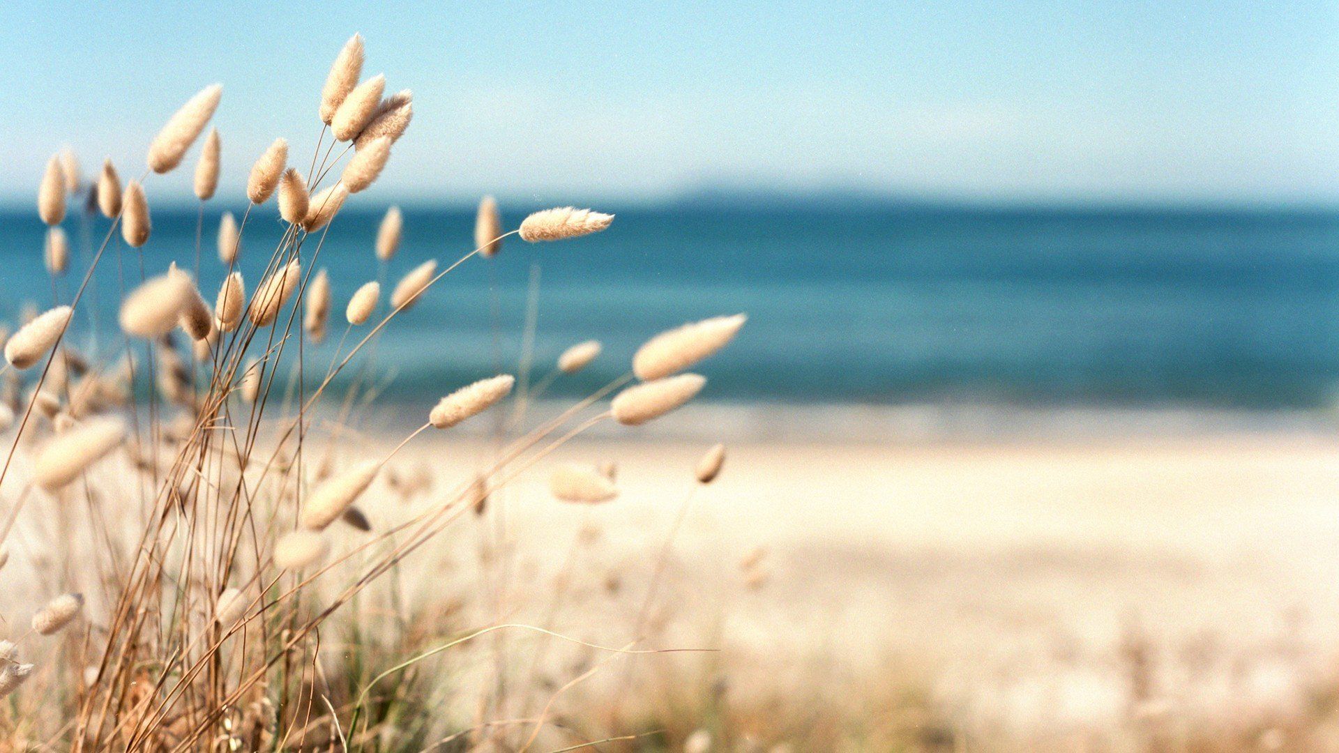 Beach Grass Wallpapers