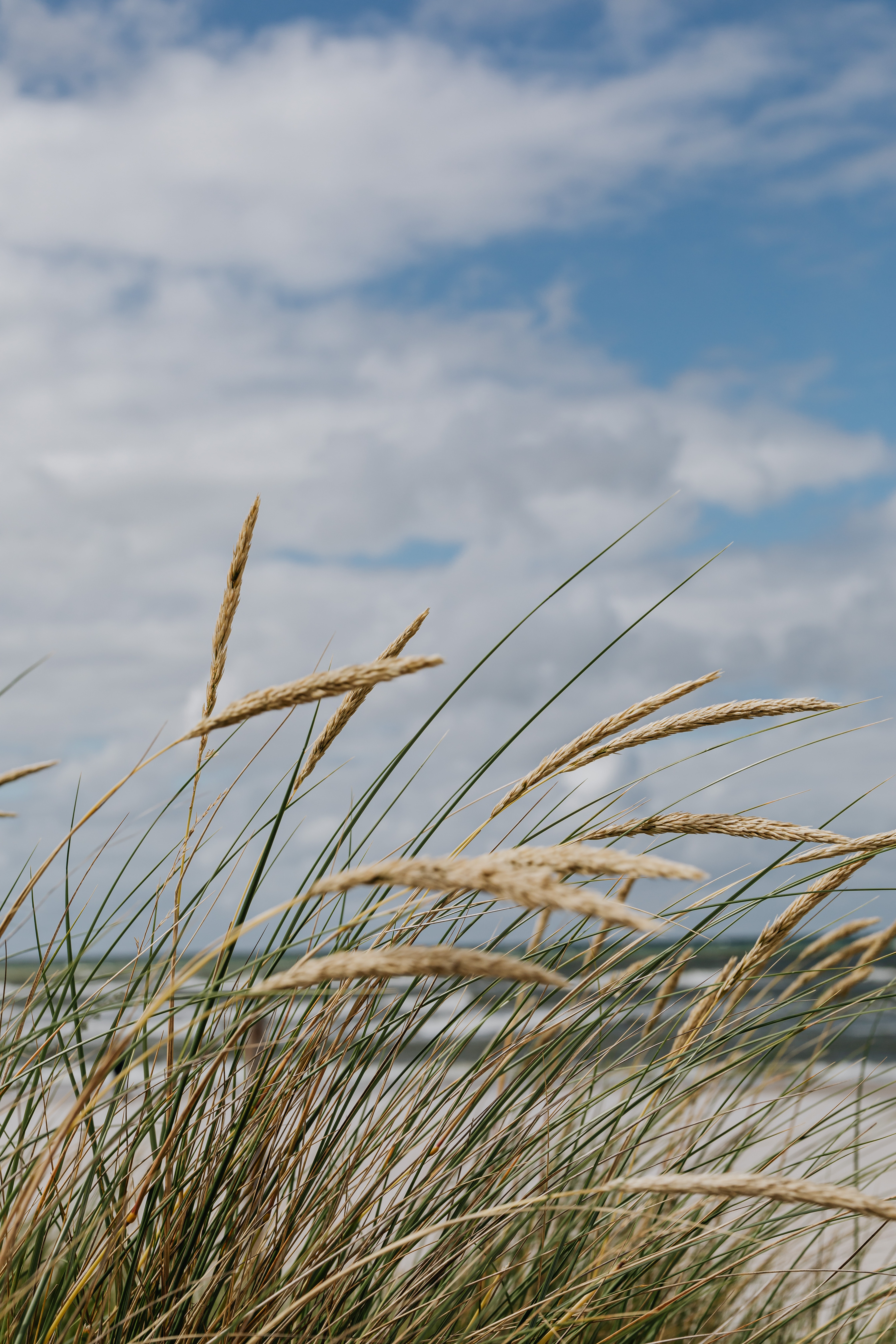 Beach Grass Wallpapers