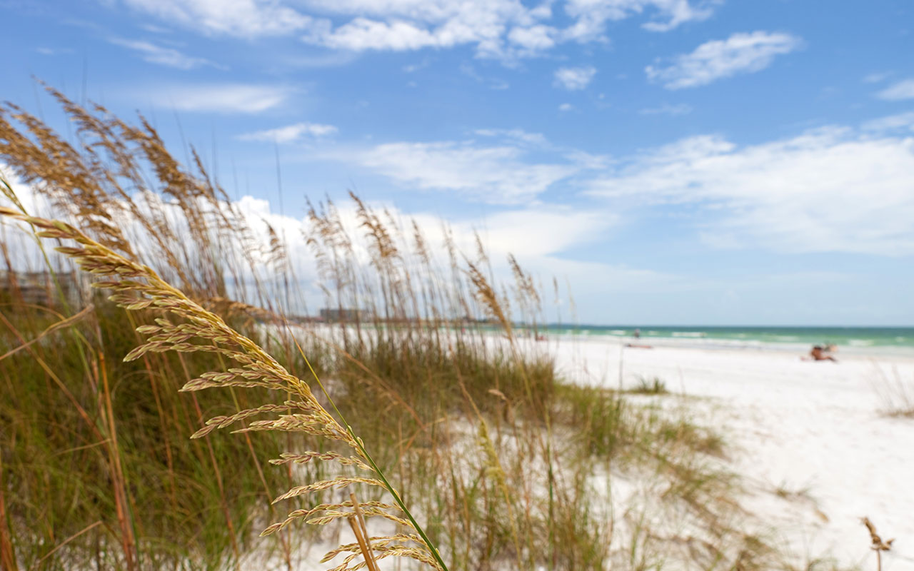 Beach Grass Wallpapers