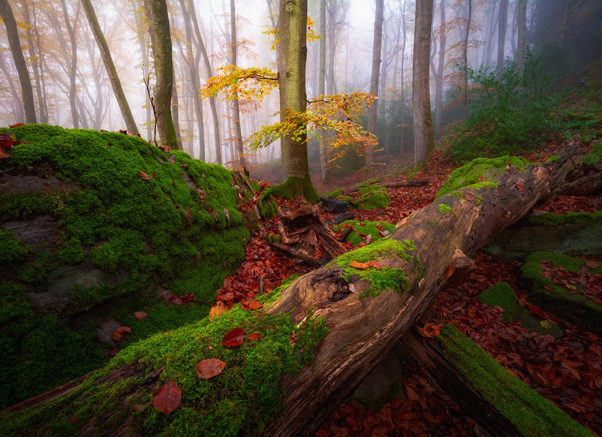 Beautiful Nature Thunderstorm Colorful Forest Wallpapers