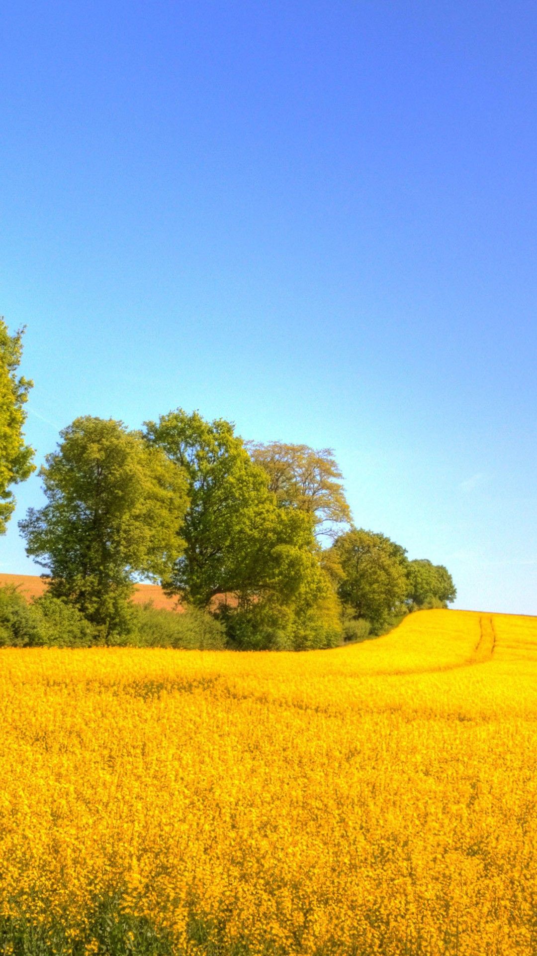 Beautiful Rapeseed Field Wallpapers