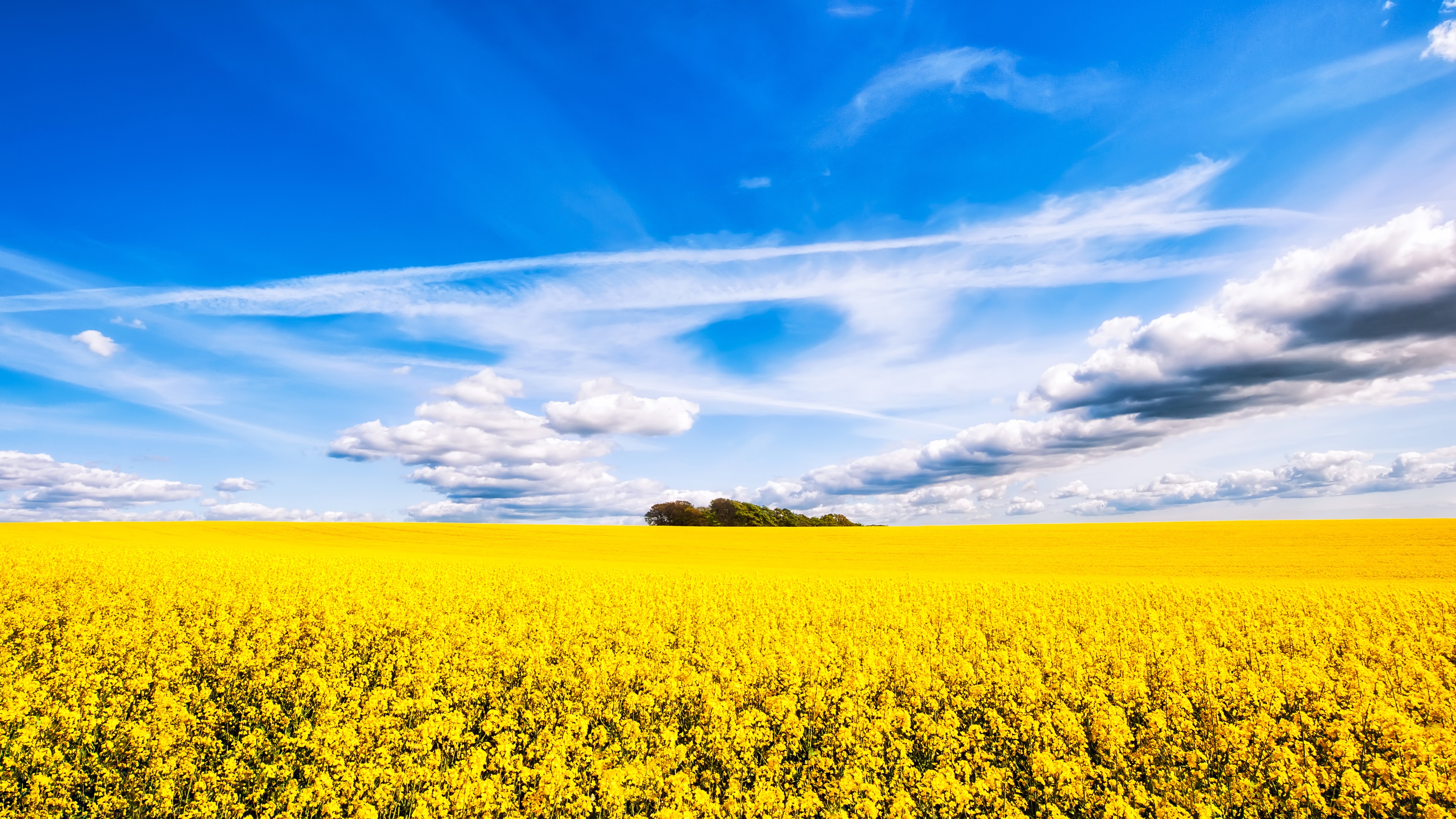 Beautiful Rapeseed Field Wallpapers