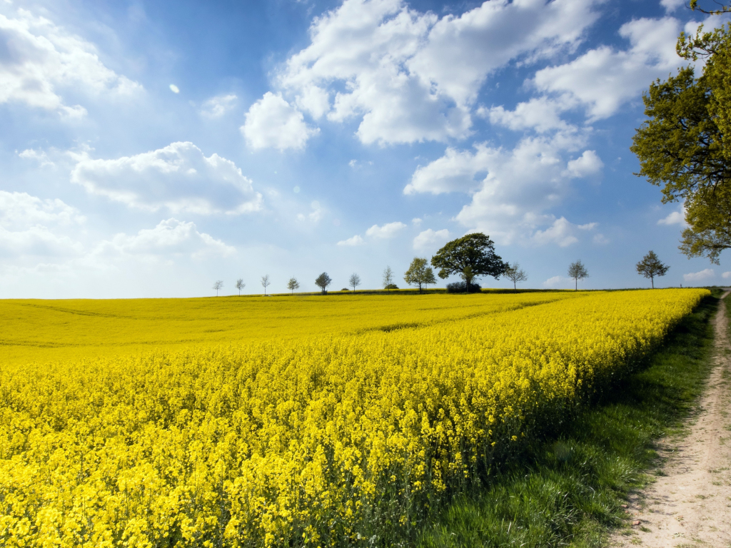 Beautiful Rapeseed Field Wallpapers