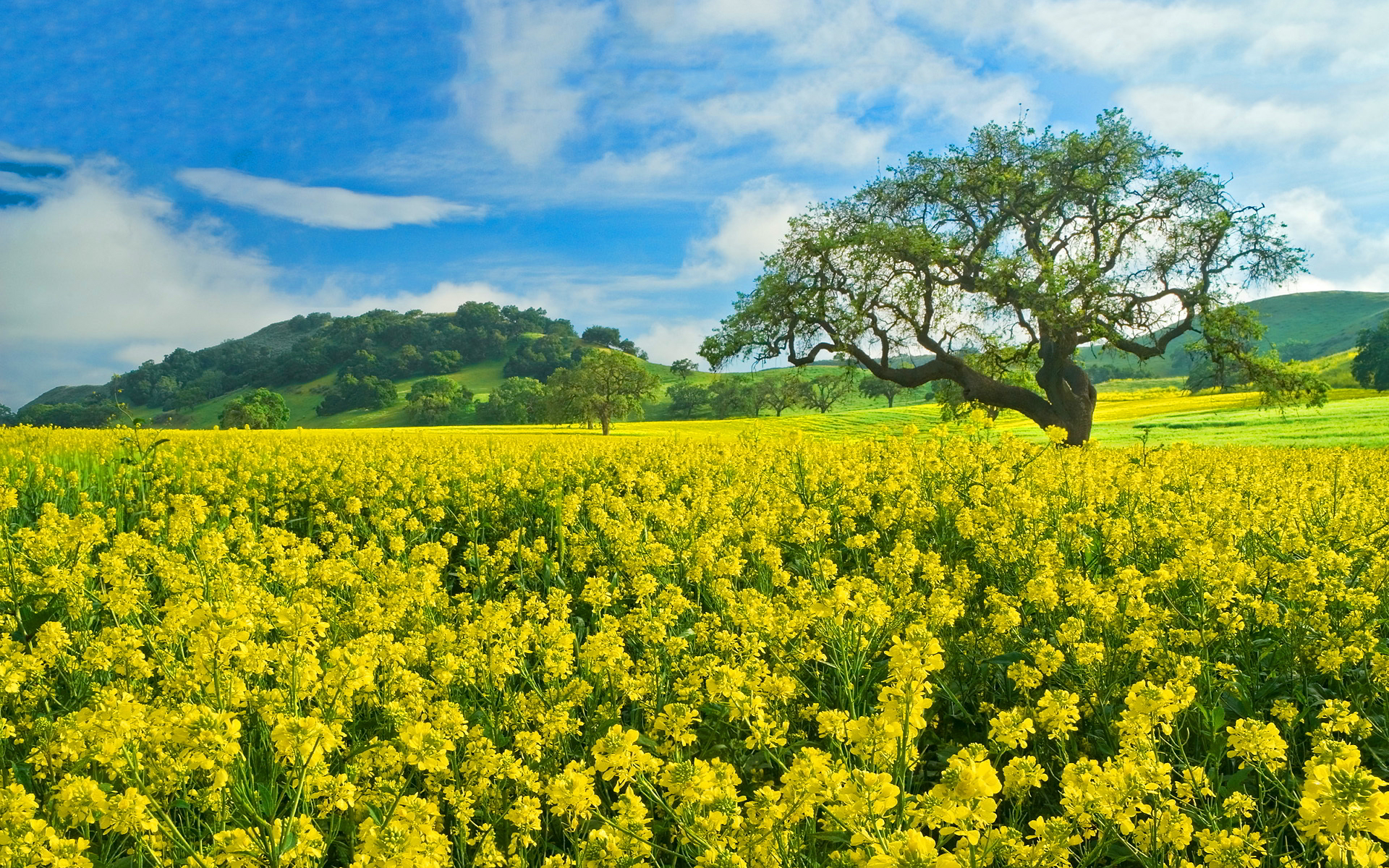 Beautiful Rapeseed Field Wallpapers