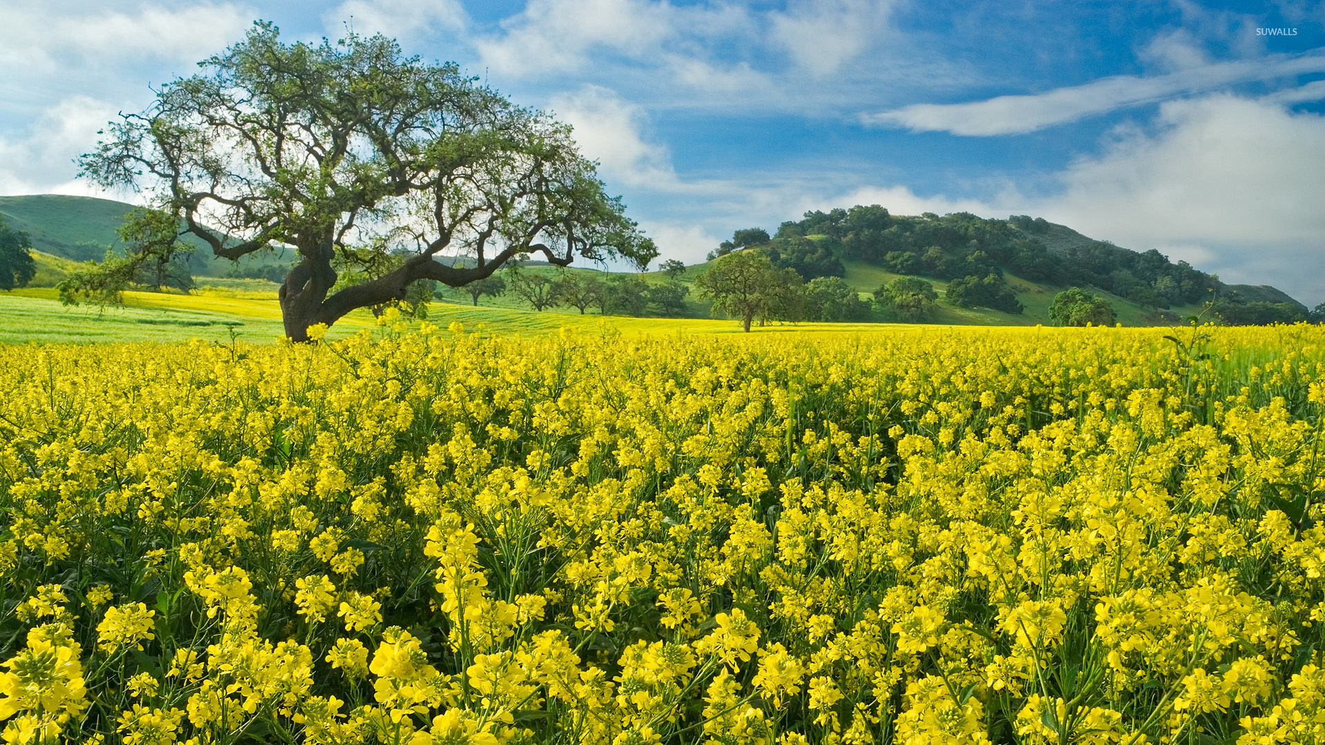 Beautiful Rapeseed Field Wallpapers