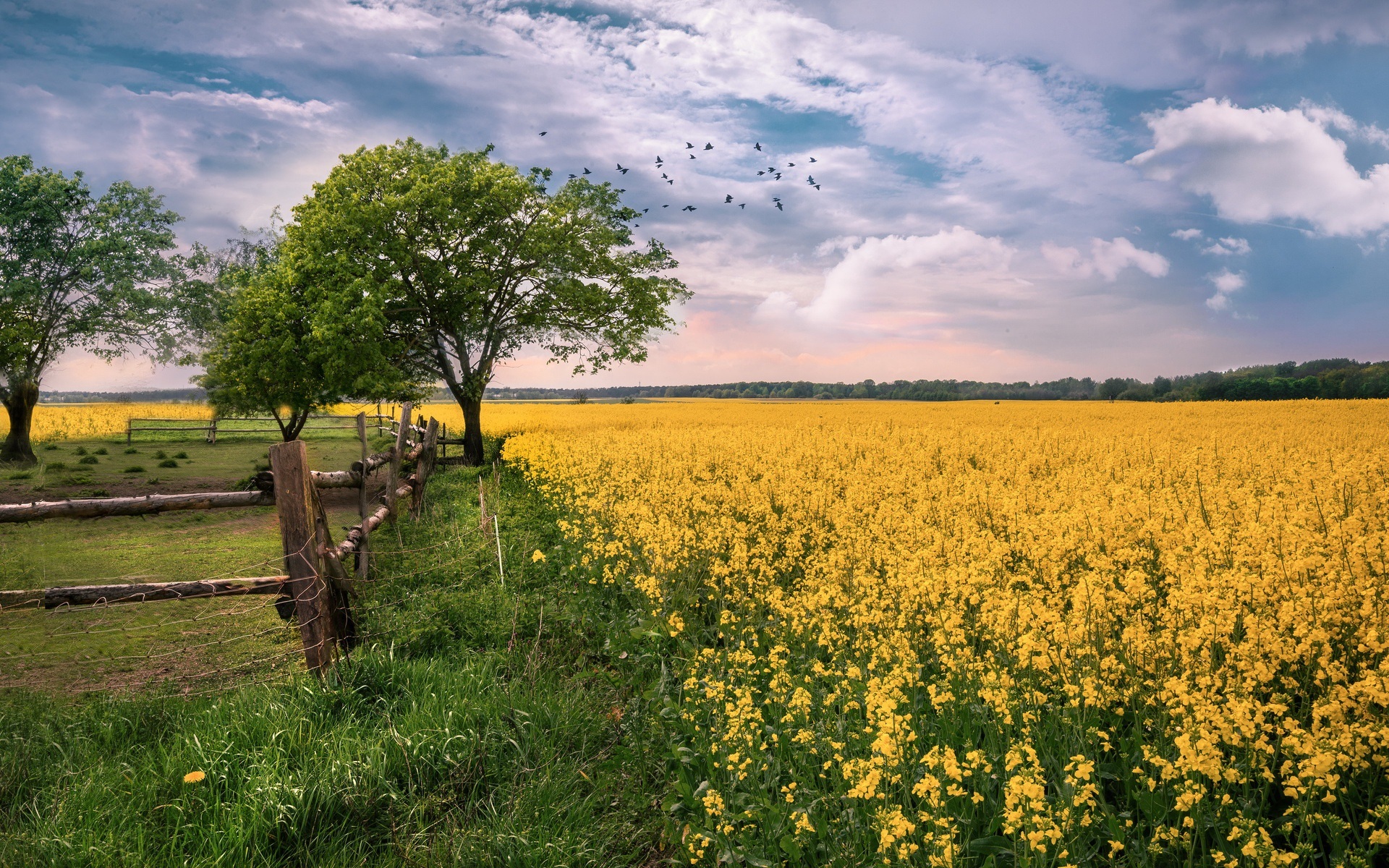 Beautiful Rapeseed Field Wallpapers