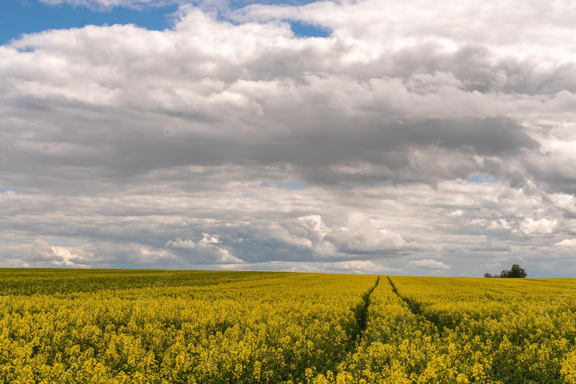 Beautiful Rapeseed Field Wallpapers