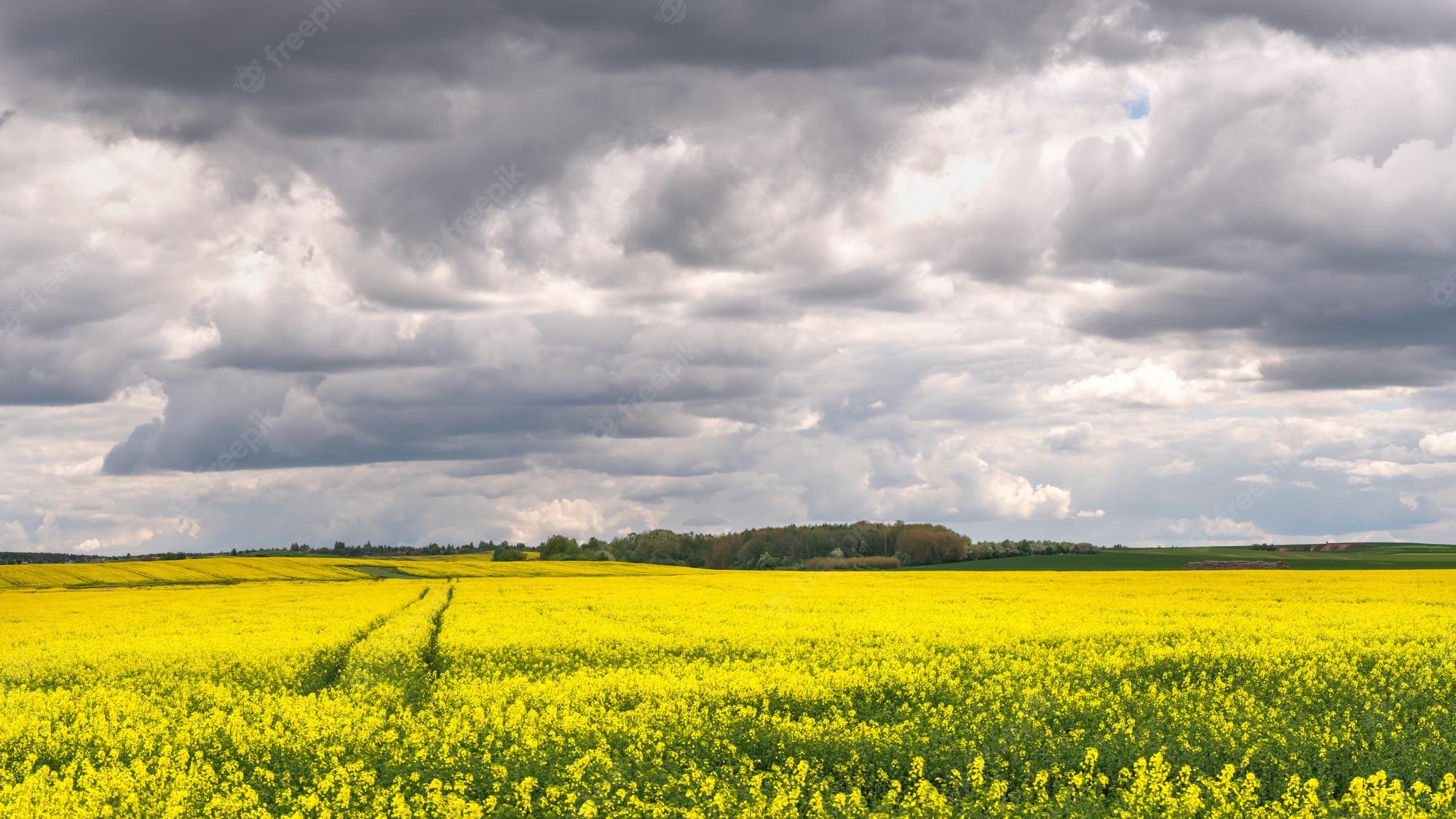 Beautiful Rapeseed Field Wallpapers