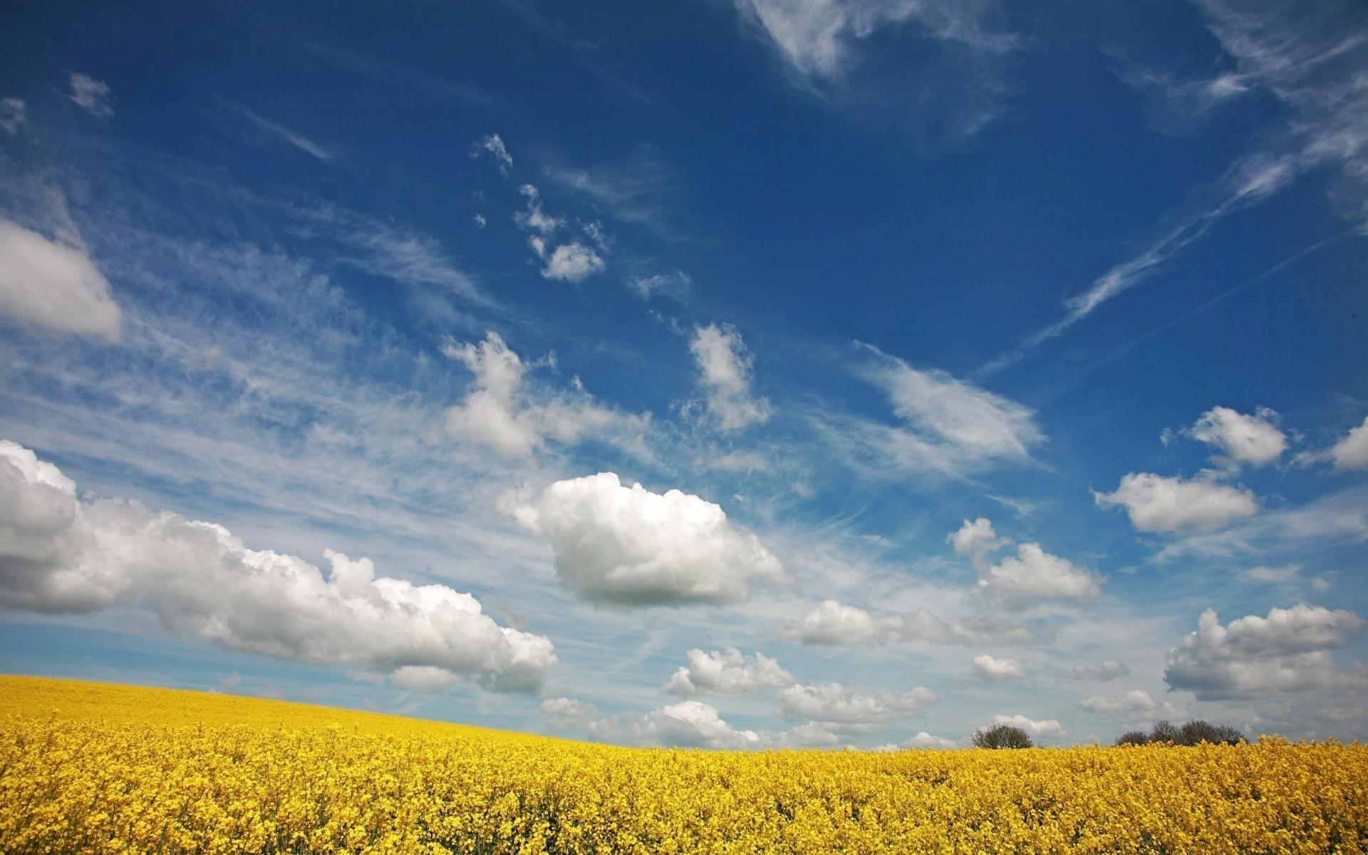 Beautiful Rapeseed Field Wallpapers