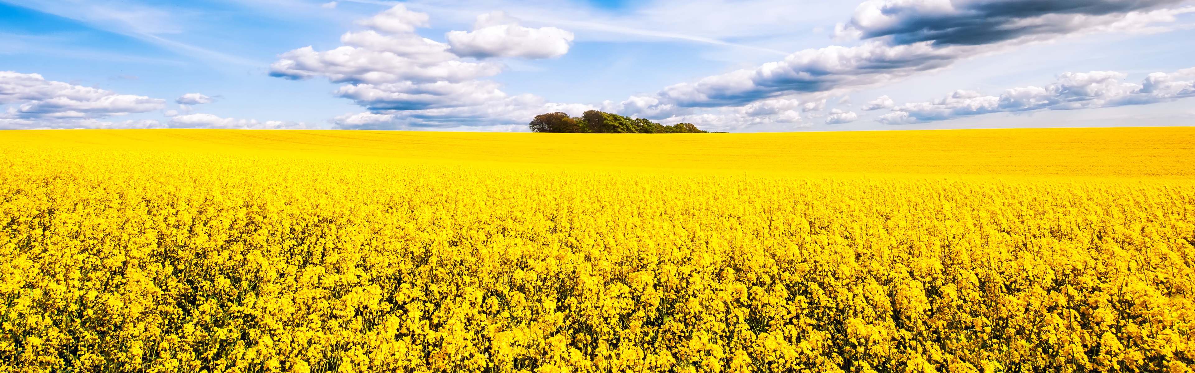 Beautiful Rapeseed Field Wallpapers